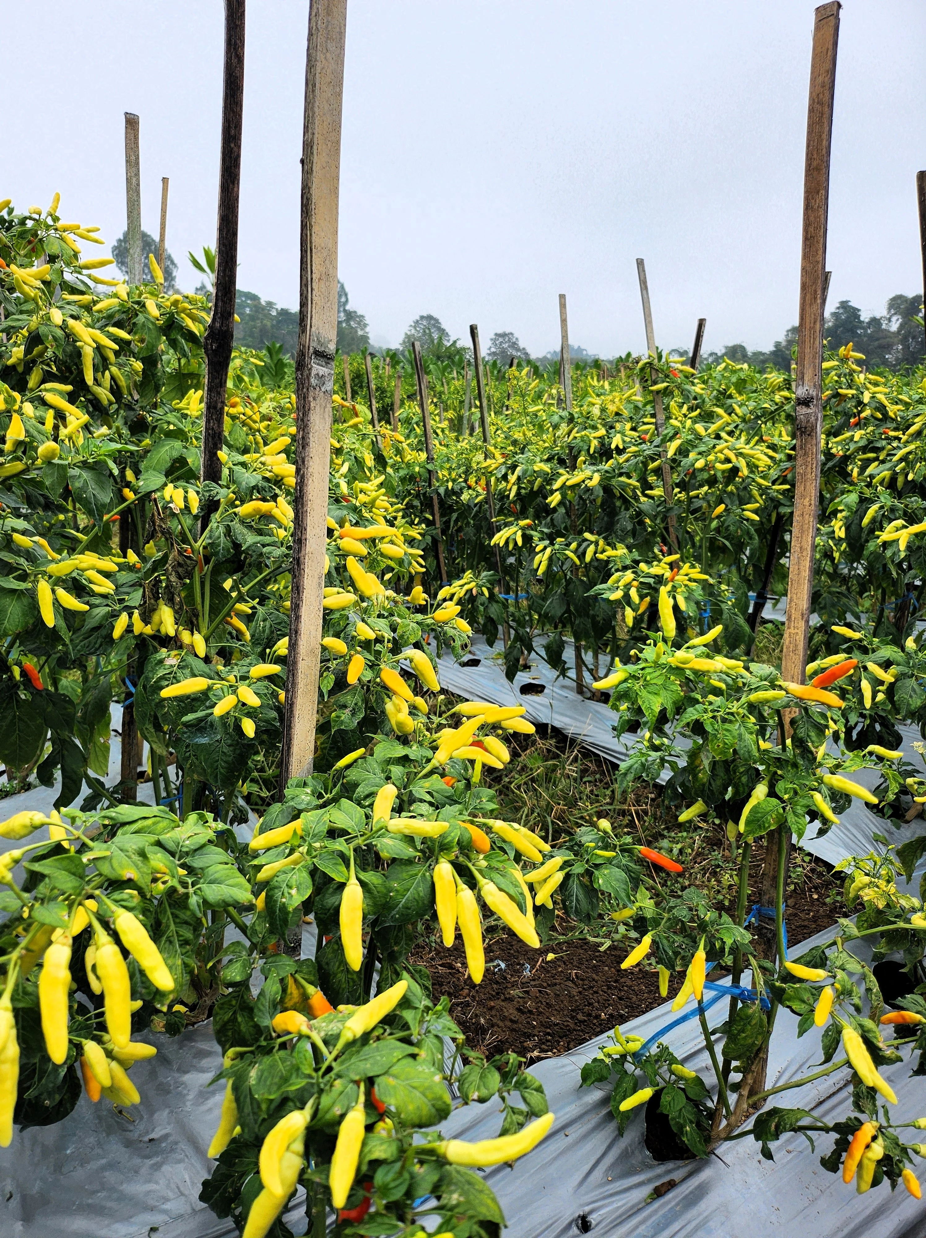 50 GOLDEN CAYENNE PEPPER Hot Yellow Capsicum Annuum Vegetable Seeds - Image 7