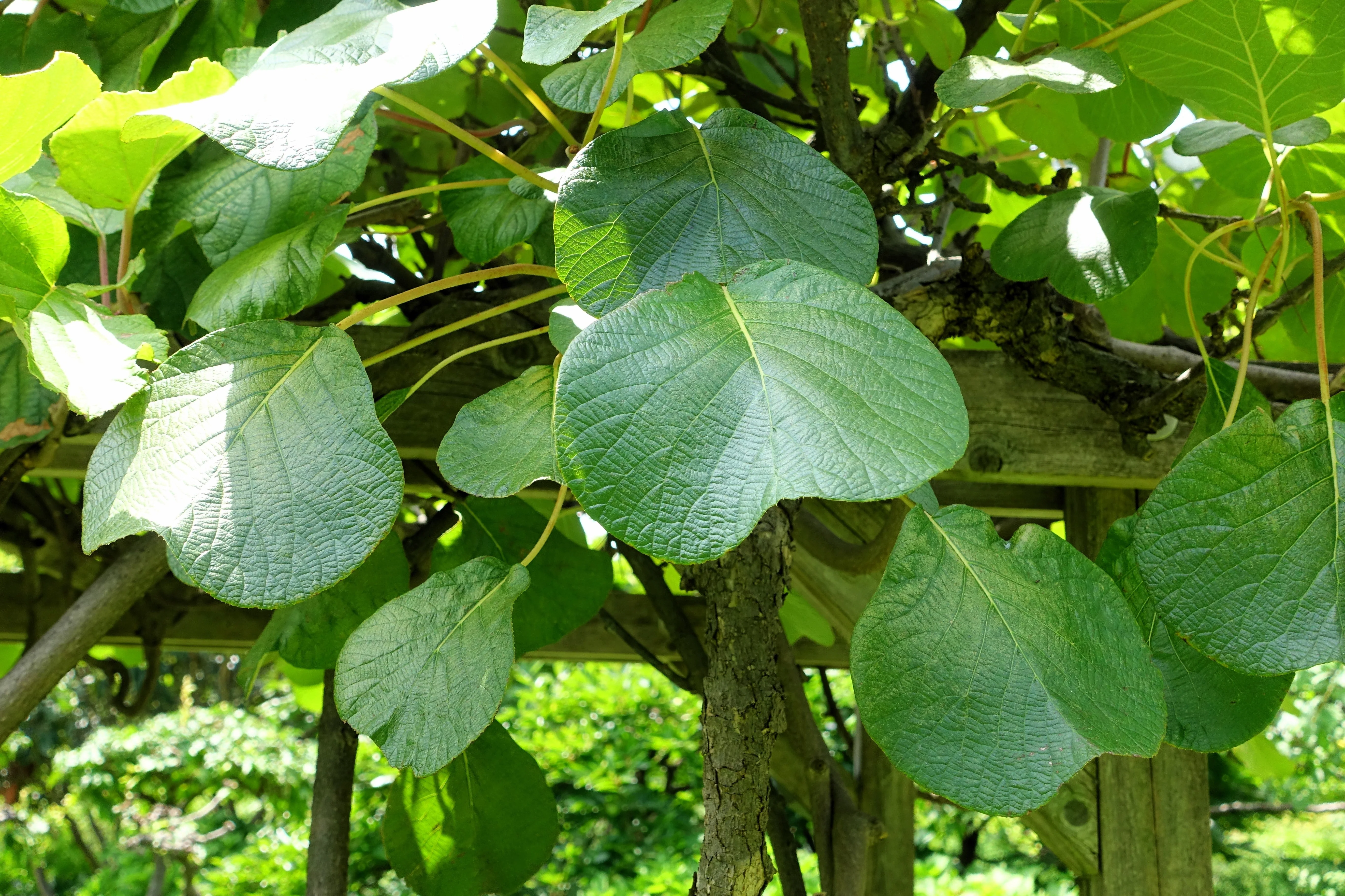 50 GOLDEN KIWI FRUIT Yellow Actinidia Chinensis Kiwifruit Chinese Gooseberry Flower Vine Seeds - Image 10