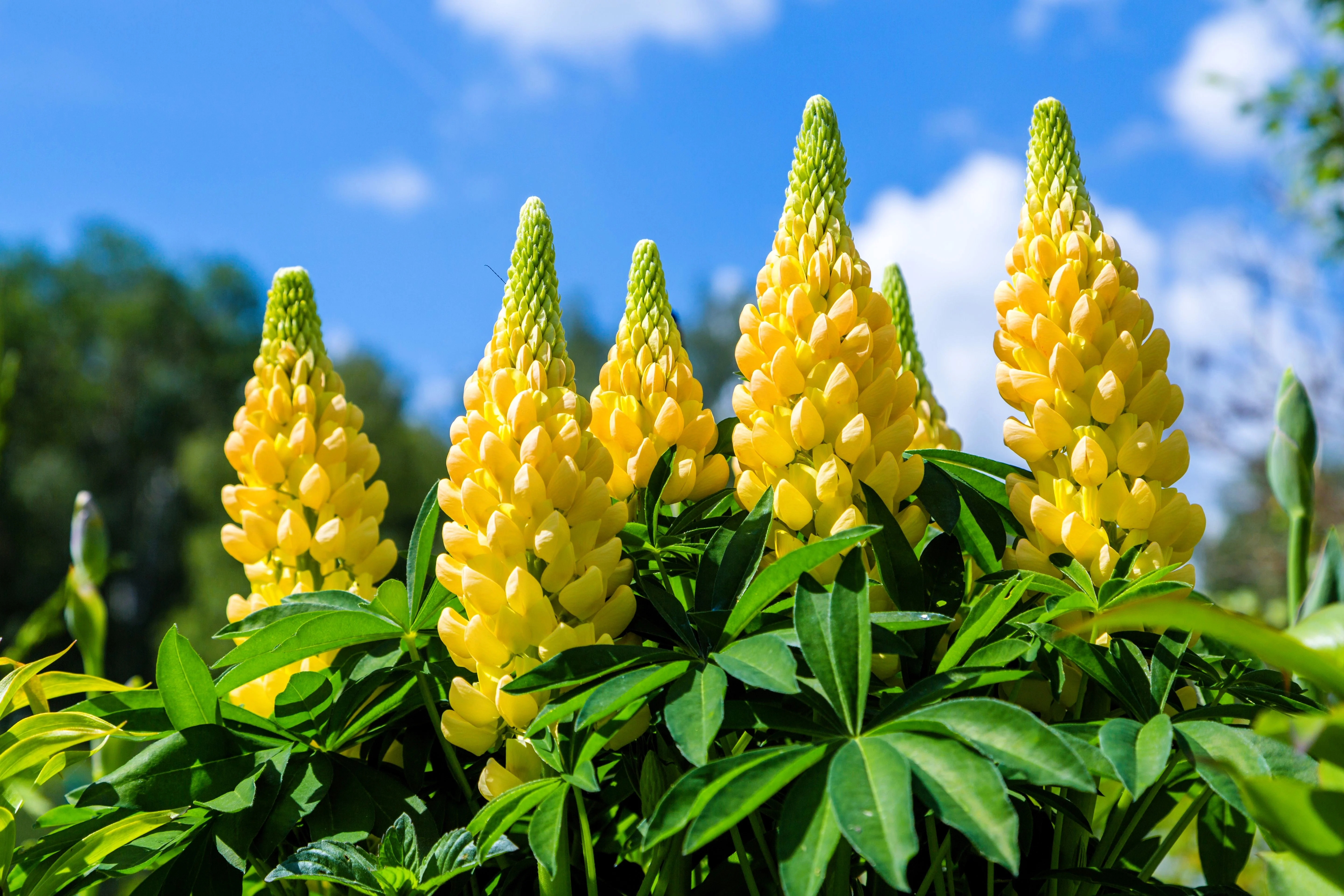 50 GOLDEN LUPINE Lupinus Densiflorus Yellow Hummingbird Flower Seeds - Image 2