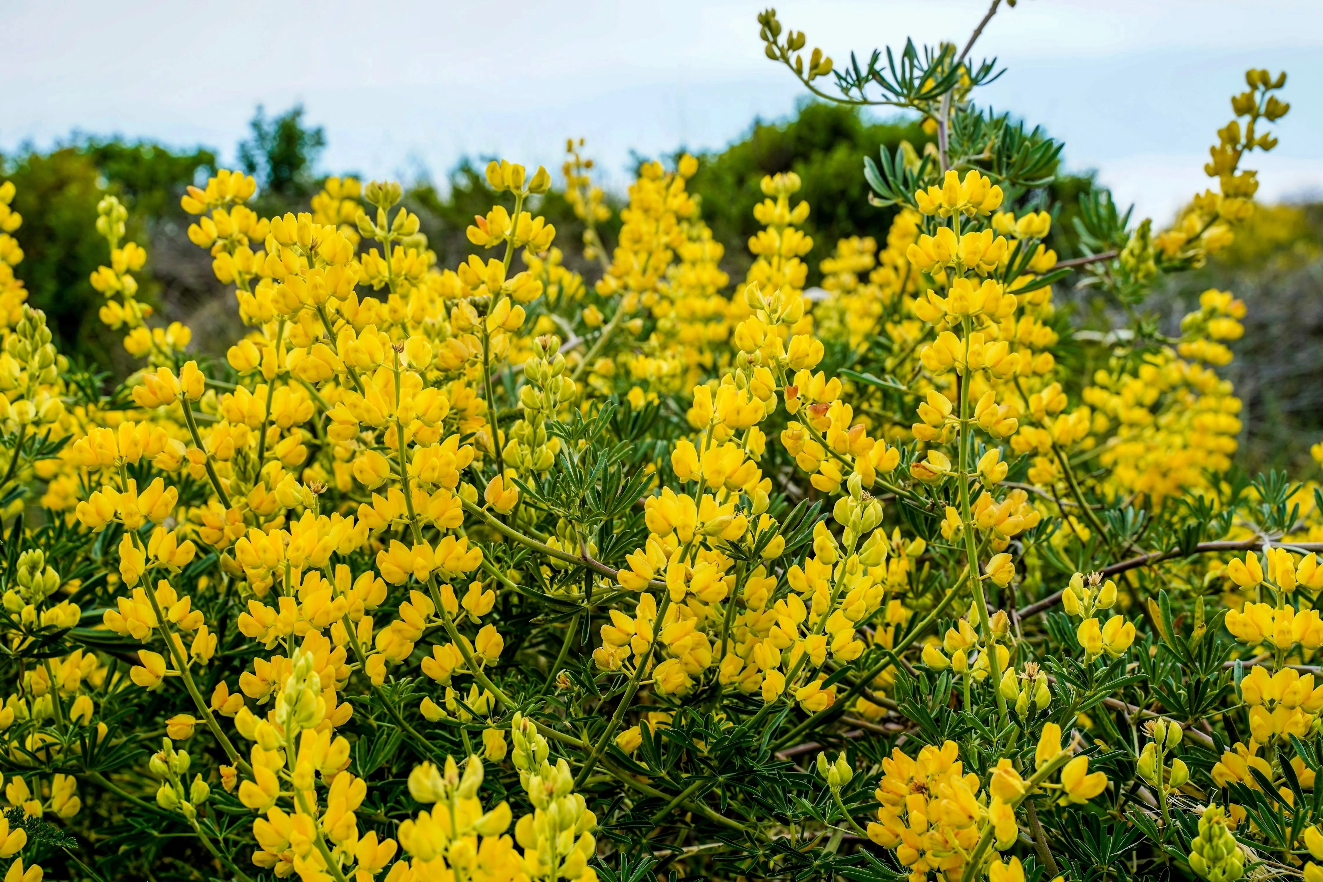 50 GOLDEN LUPINE Lupinus Densiflorus Yellow Hummingbird Flower Seeds - Image 4