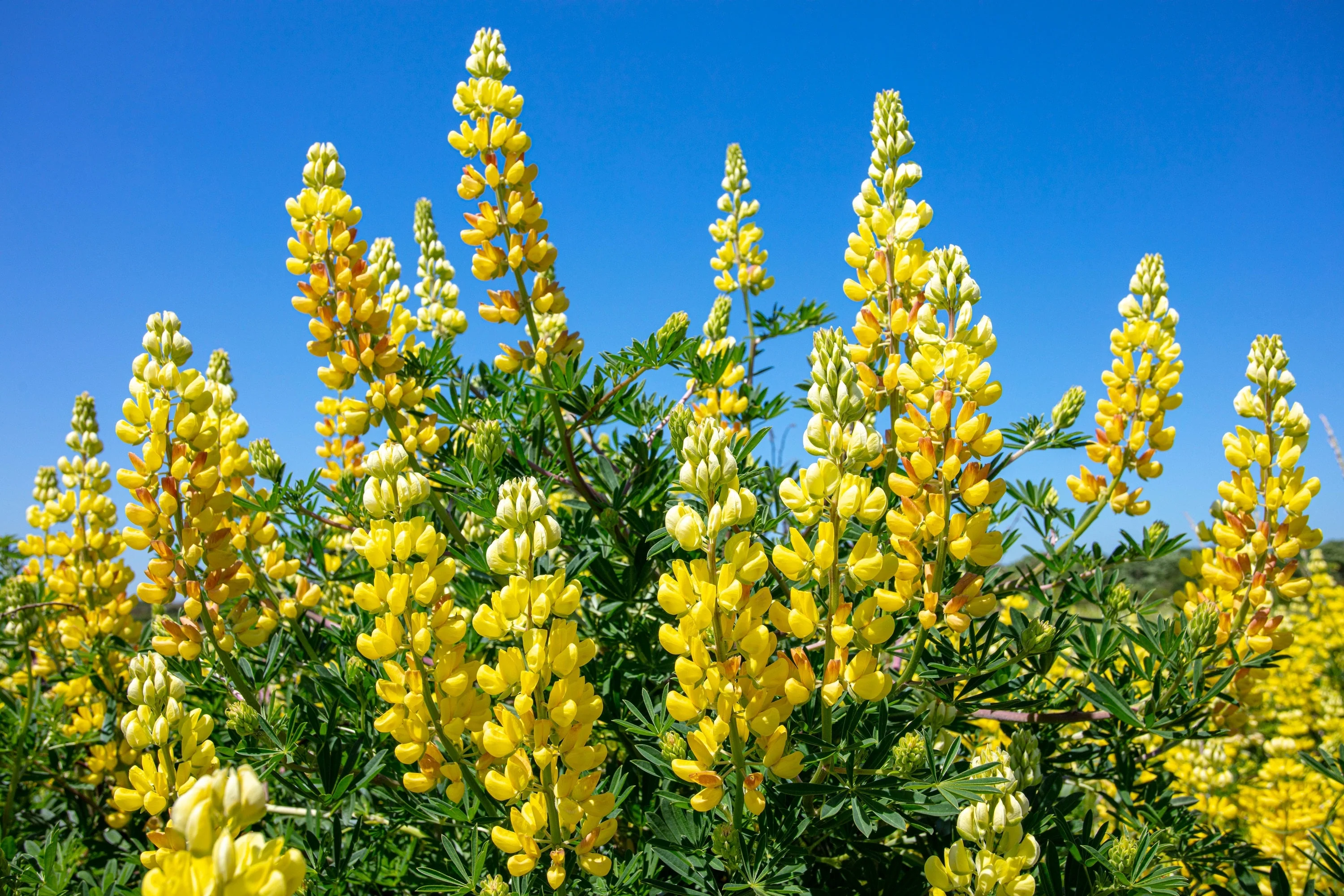 50 GOLDEN LUPINE Lupinus Densiflorus Yellow Hummingbird Flower Seeds - Image 5
