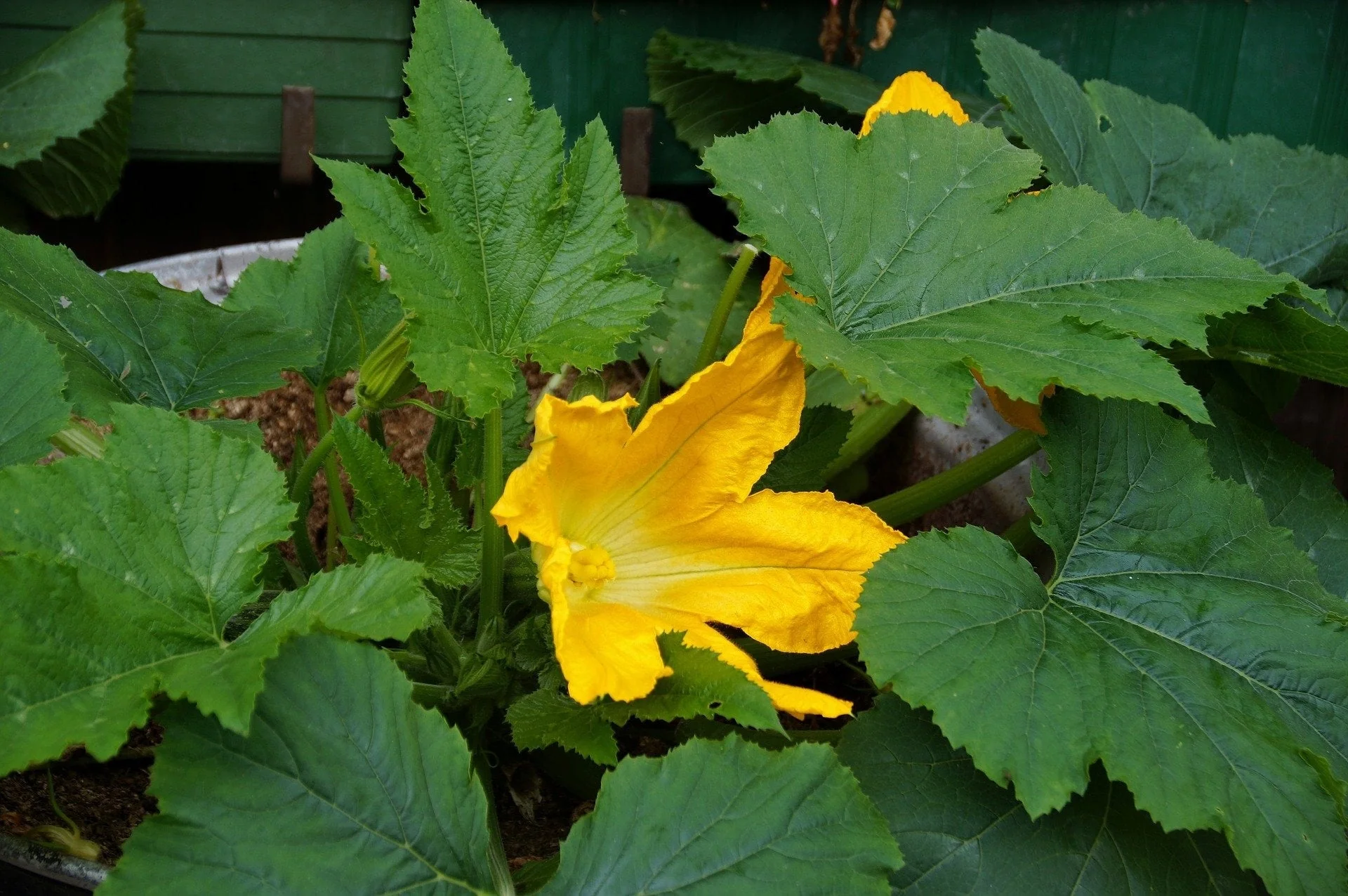 50 GOLDEN ZUCCHINI Heirloom Summer Bush Squash Cucurbita Pepo Yellow Vegetable Seeds - Image 6
