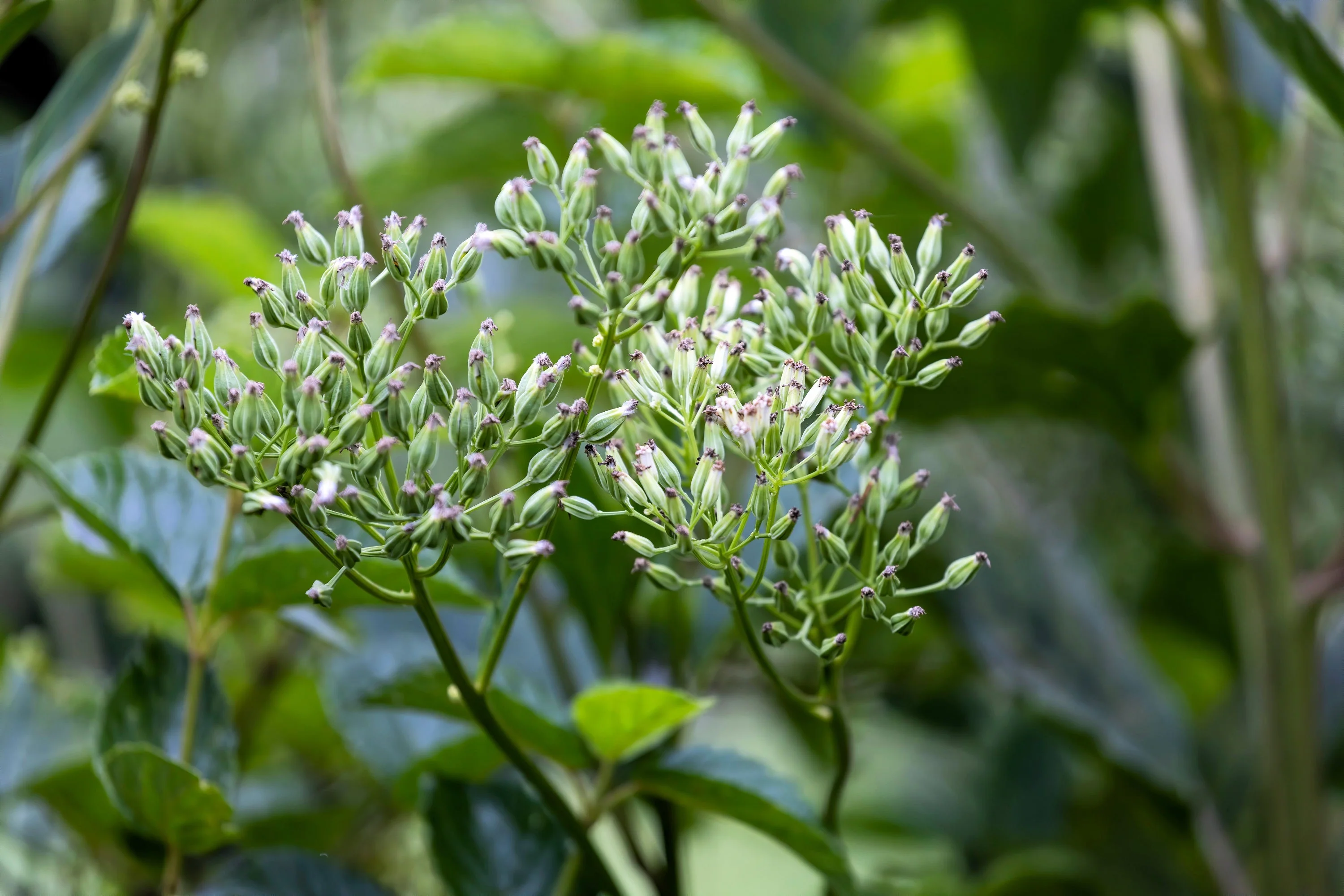 50 GREAT INDIAN PLANTAIN Cacalia Muhlenbergii White Flower Seeds - Image 6