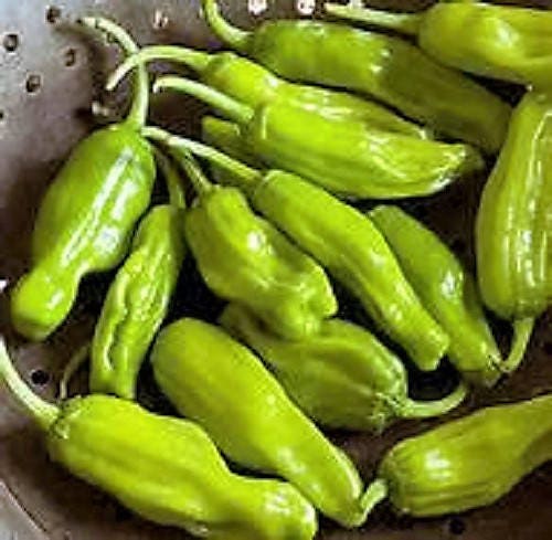 50 GREEK GOLDEN PEPPER Pepperoncini Gold Yellow Capsicum Annuum Vegetable Seeds - Image 4