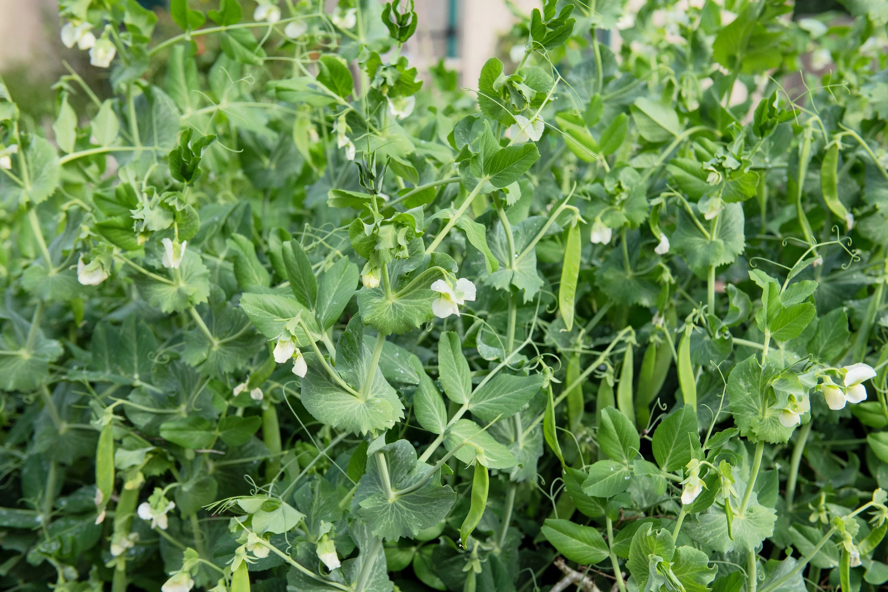50 GREEN ARROW PEA Heirloom Shelling English Pisum Sativum Vegetable Seeds - Image 4