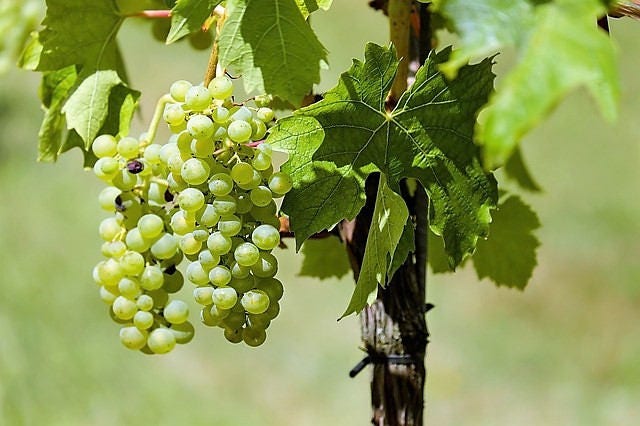 50 GREEN (Dessert / Table) GRAPE Vitis Vinifera Fruit Vine Seeds - Image 9