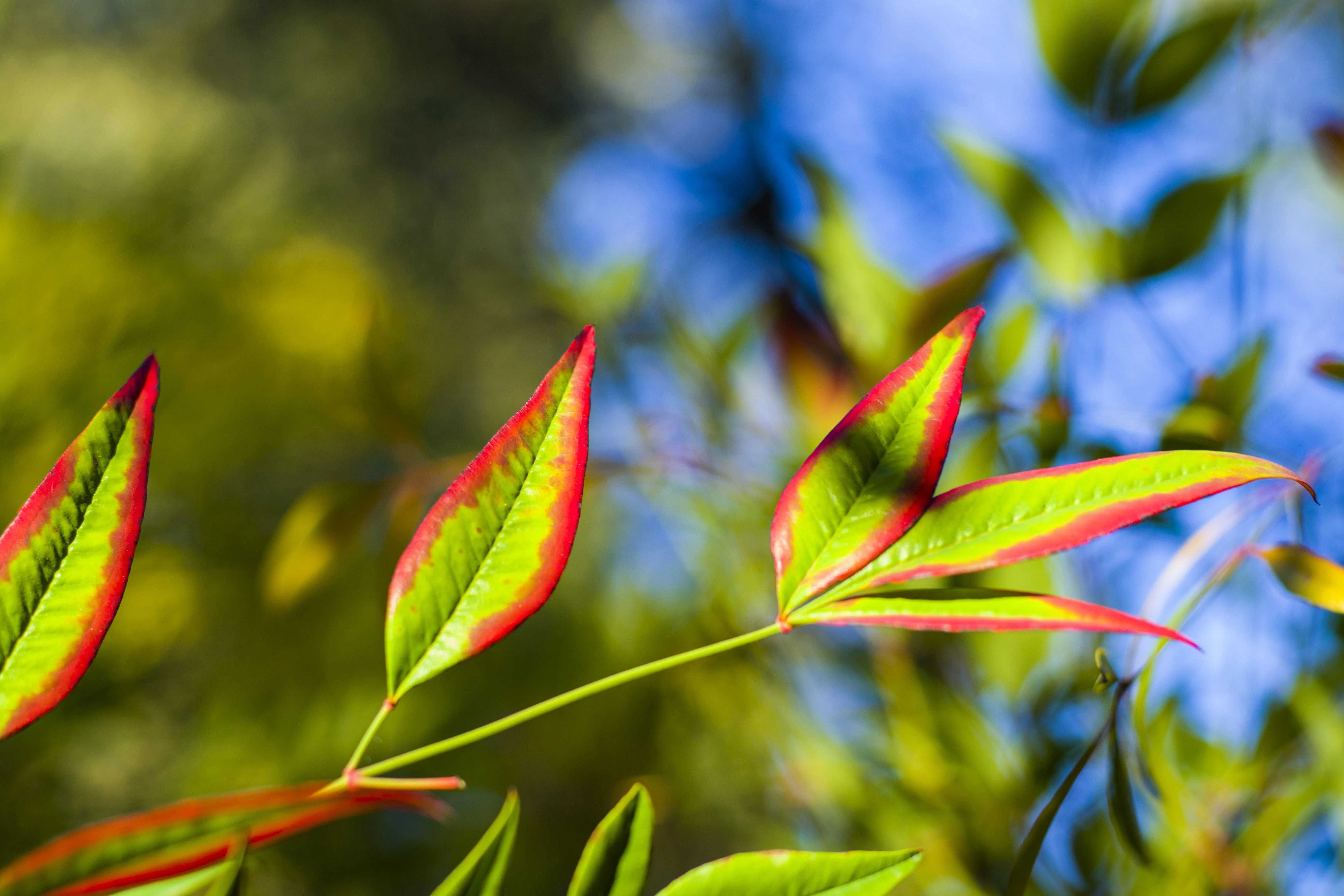 50 HEAVENLY BAMBOO Sacred Nandina Domestica Pink Red Sun Shade Shrub Seeds - Image 5