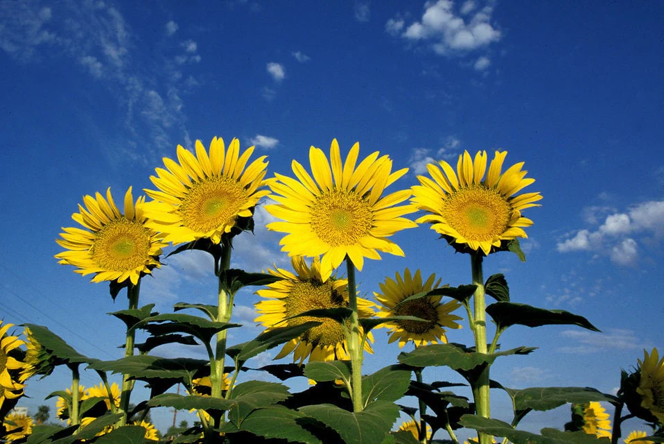 50 HOPI COMMON SUNFLOWER Helianthus Annuus Flower Seeds - Image 4