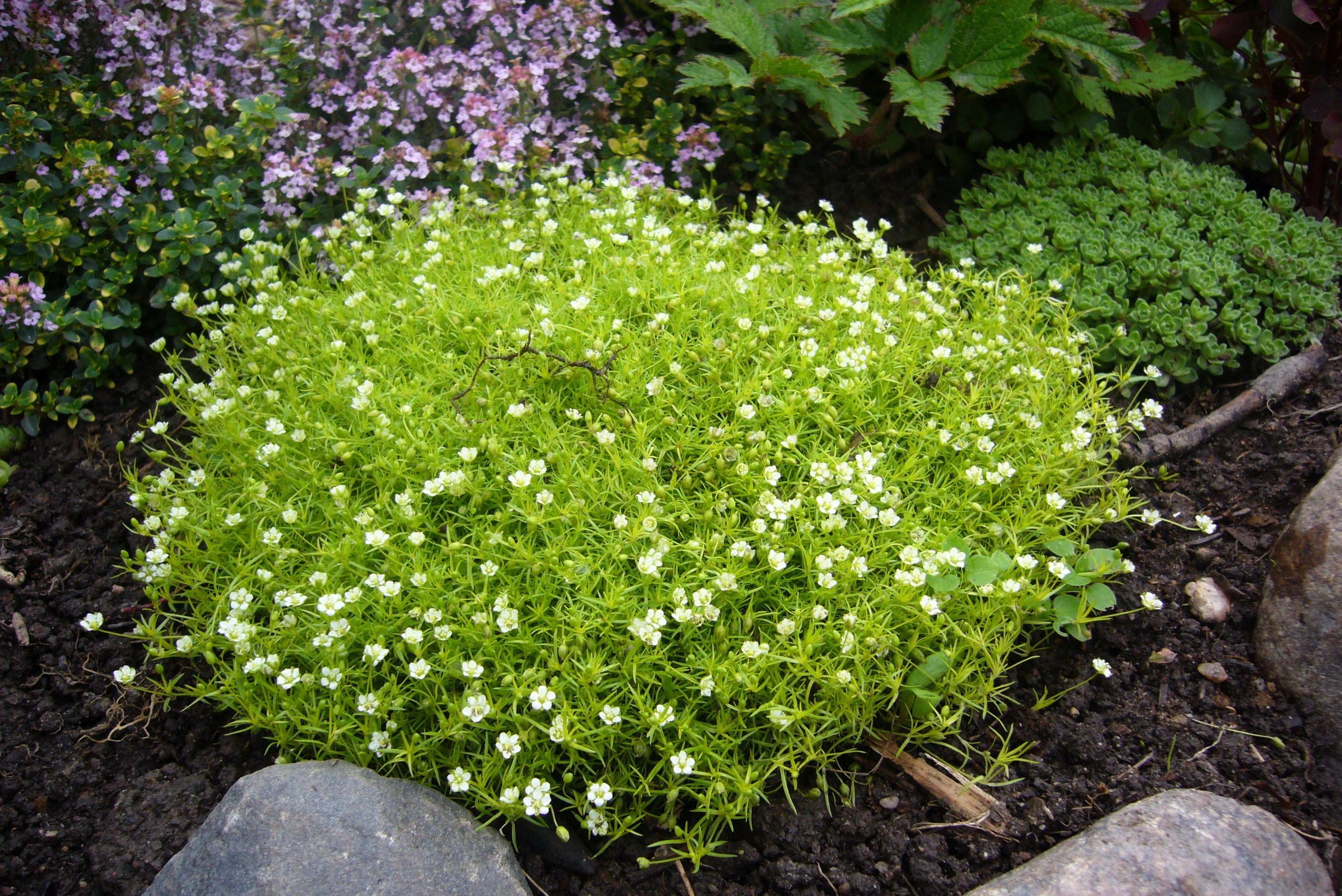 50 IRISH MOSS Groundcover Heath Pearlwort Sagina Subulata White Flower Seeds - Image 6