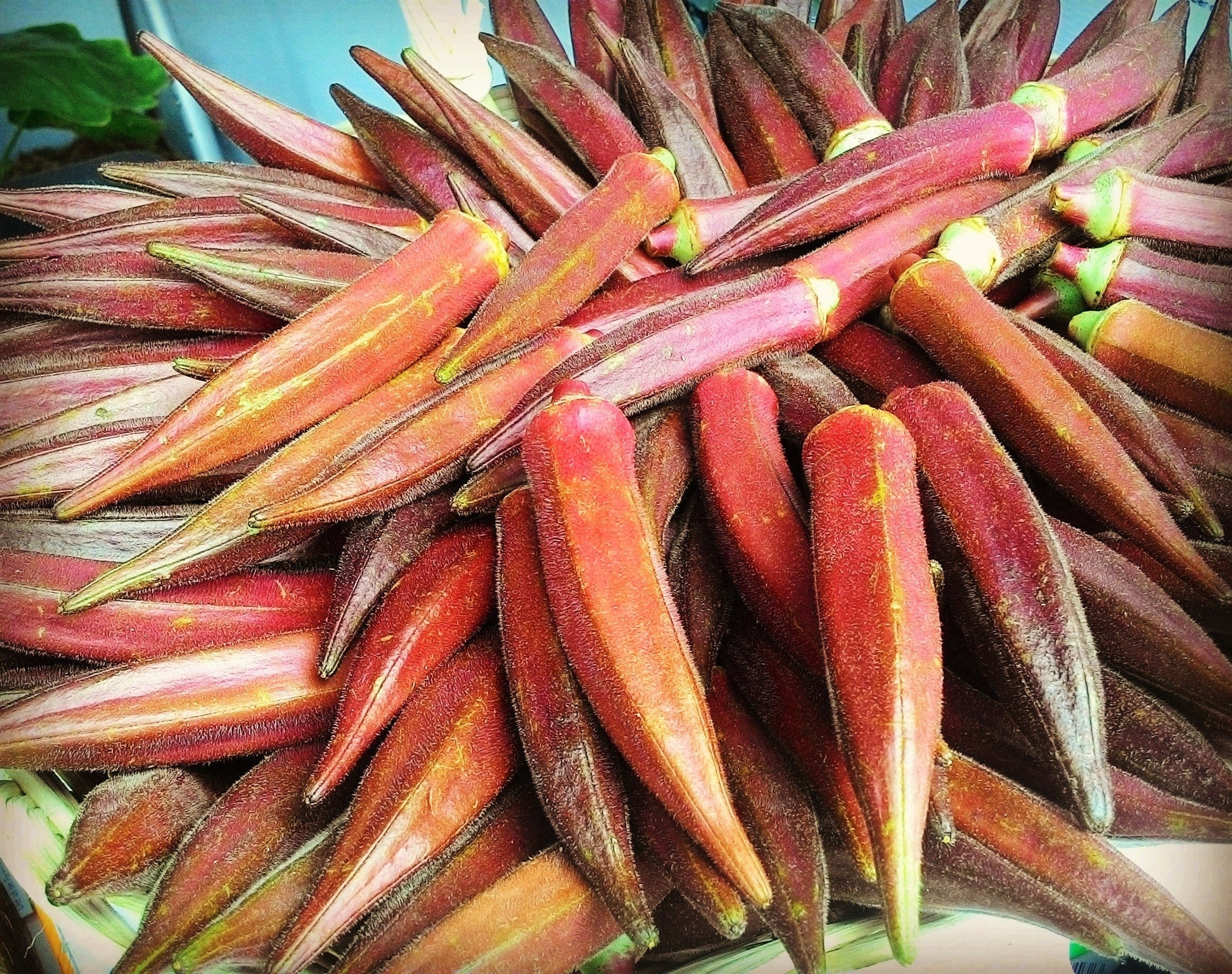 50 JING ORANGE OKRA Abelmoschus Esculentus Yellow & Red Flower Red Orange Vegetable Seeds - Image 2