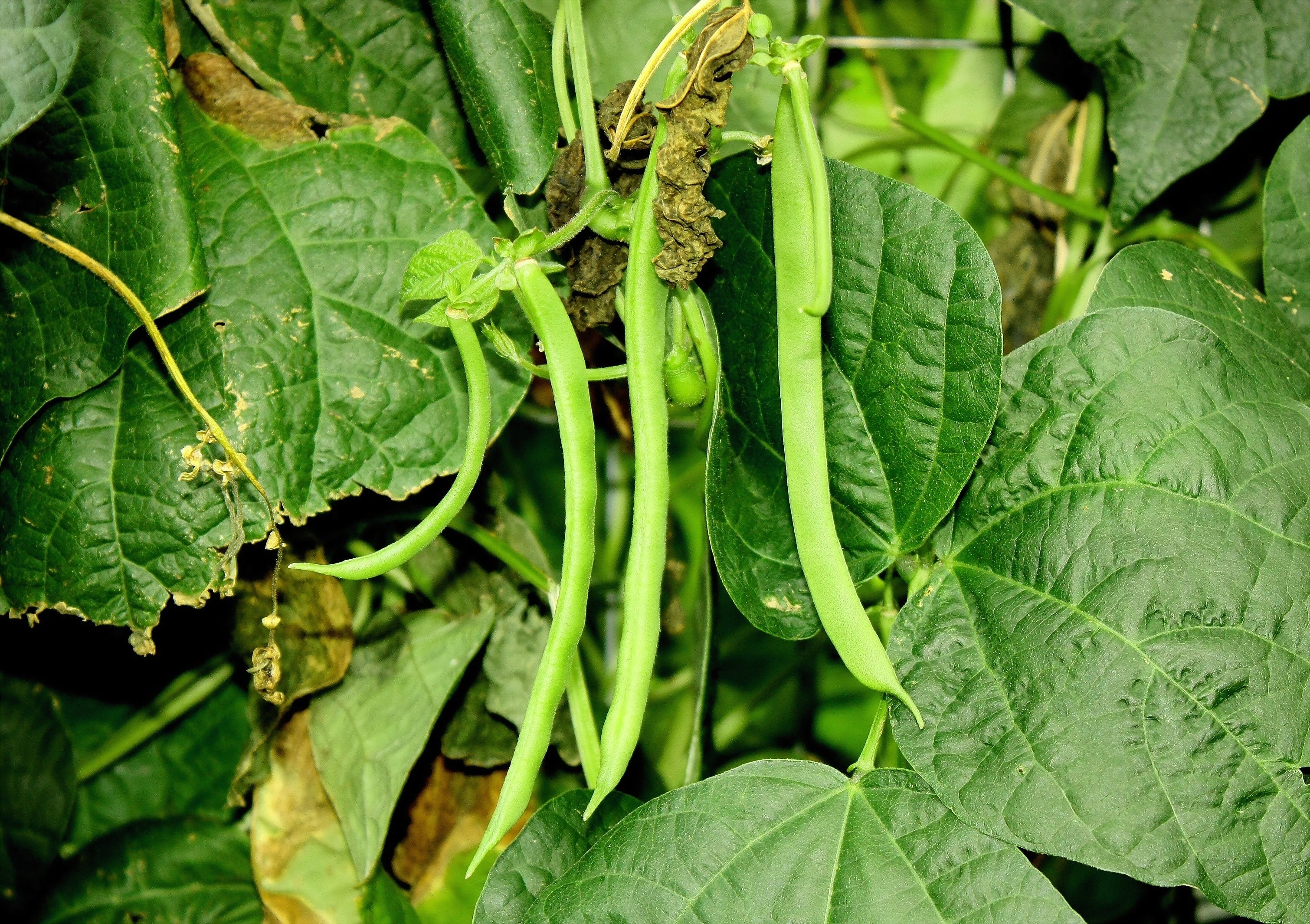 50 KENTUCKY WONDER Pole BEAN Phaseolus Vulgaris Vegetable Seeds - Image 8