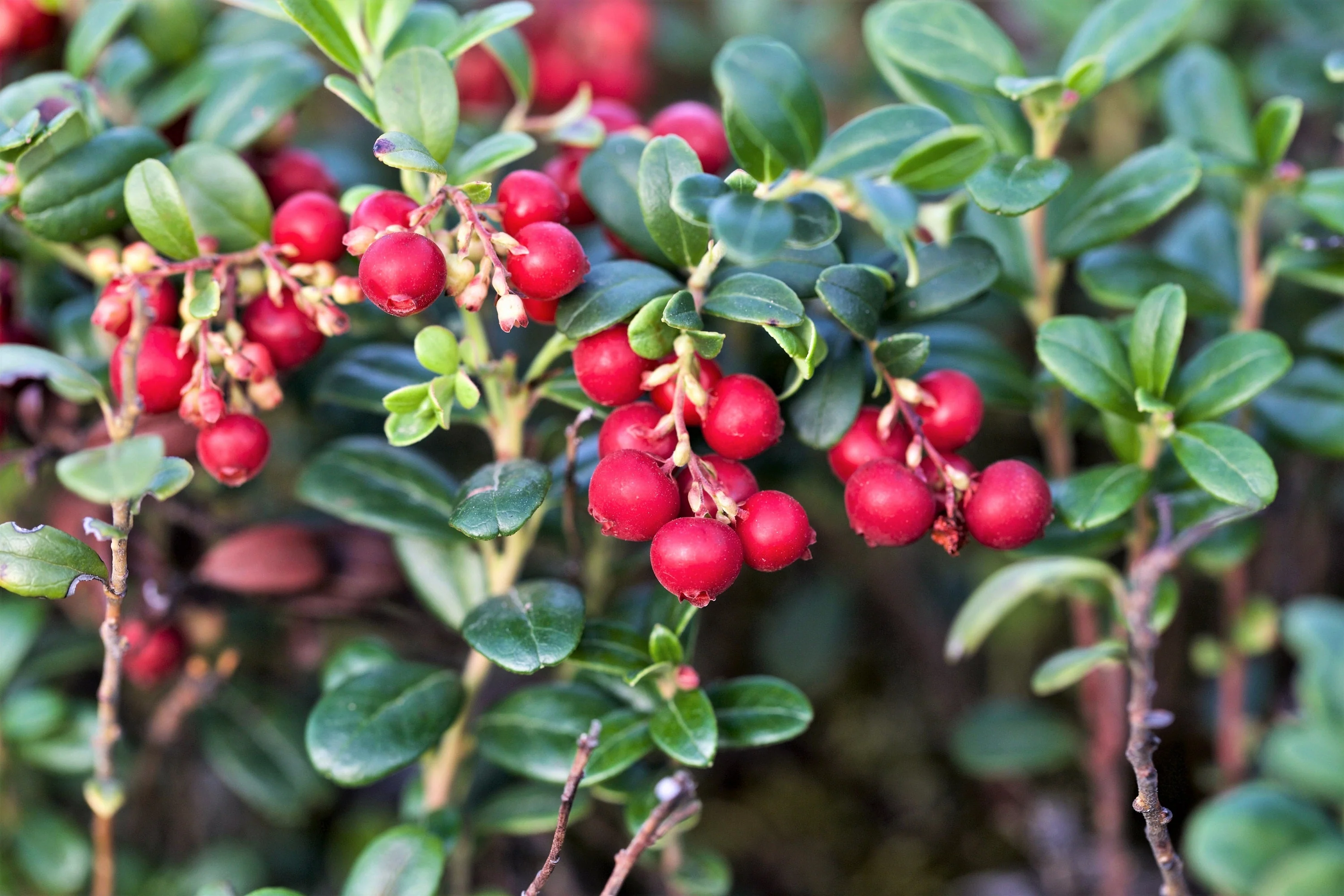 50 LINGONBERRY Mountain Cranberry Vaccinium Vitis-Idea Red Berry Edible Fruit Dwarf Evergreen Shrub Seeds - Image 11