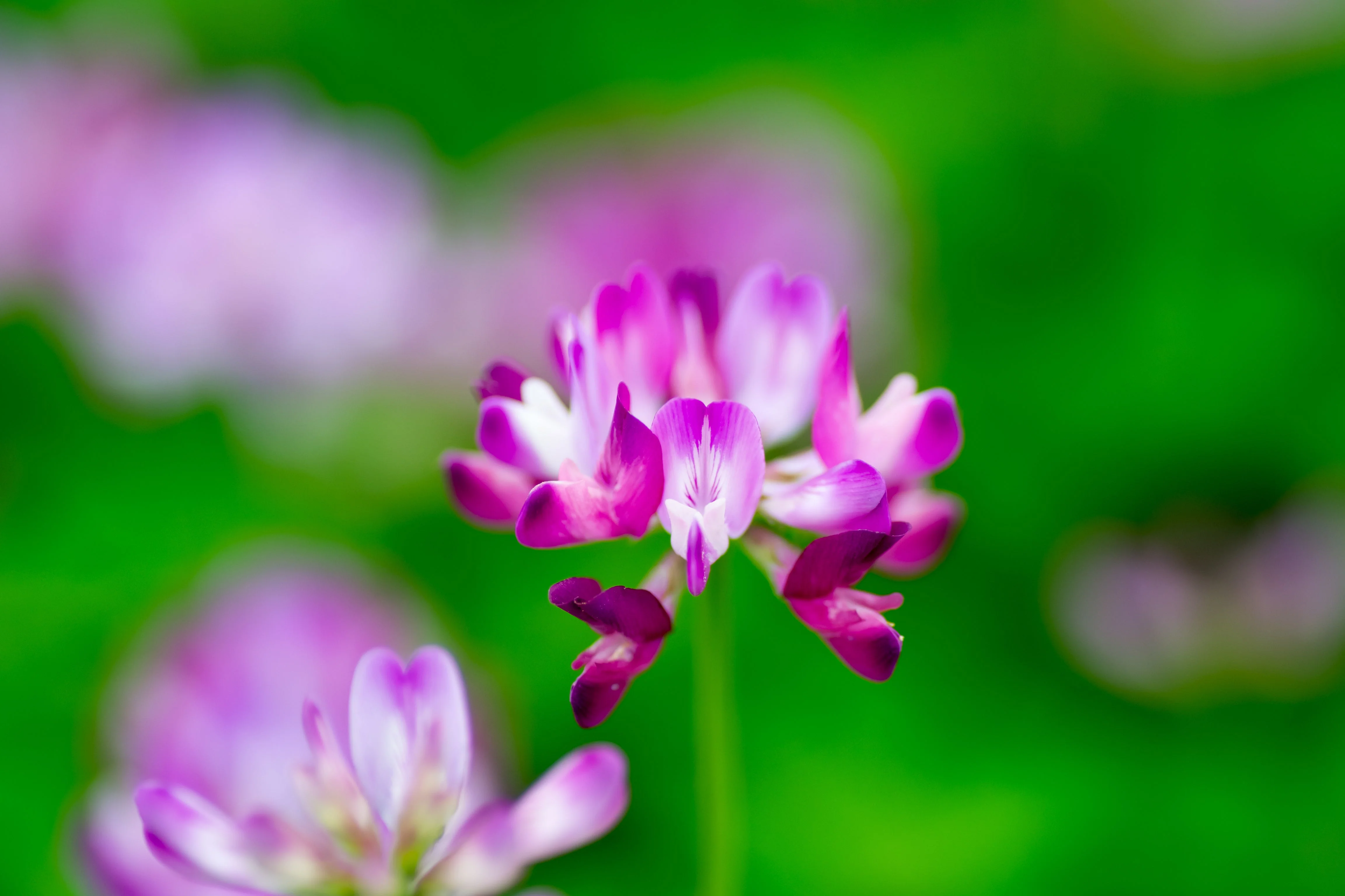 50 MILK VETCH Astragalus Sinicus Pink Purple Flower Ground Cover Legume Seeds - Image 6