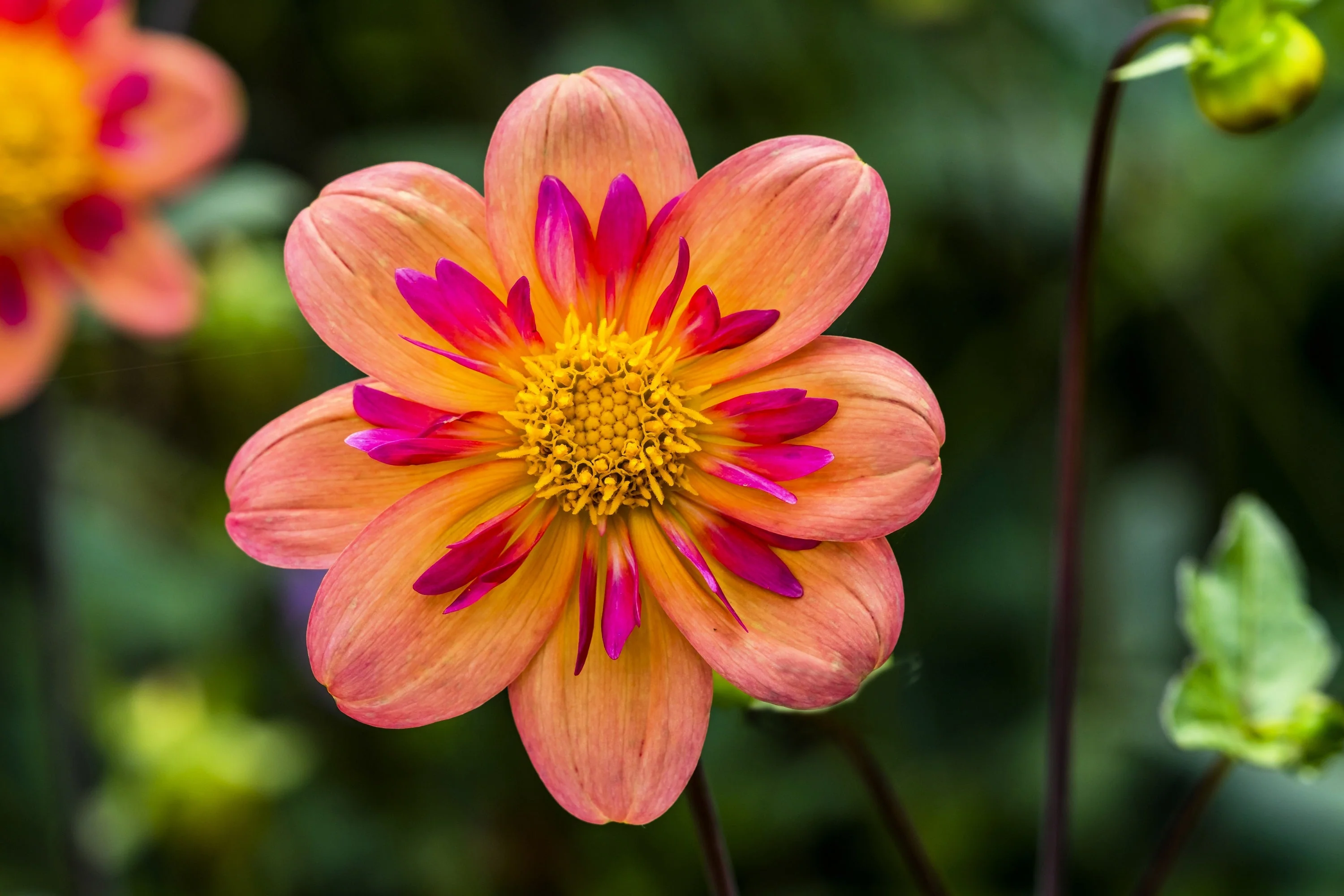 50 MIXED COLLARETTE DAHLIA Variabilis Two Tone Mix of Red Pink Purple White Yellow Maroon Peach Flower Seeds - Image 3
