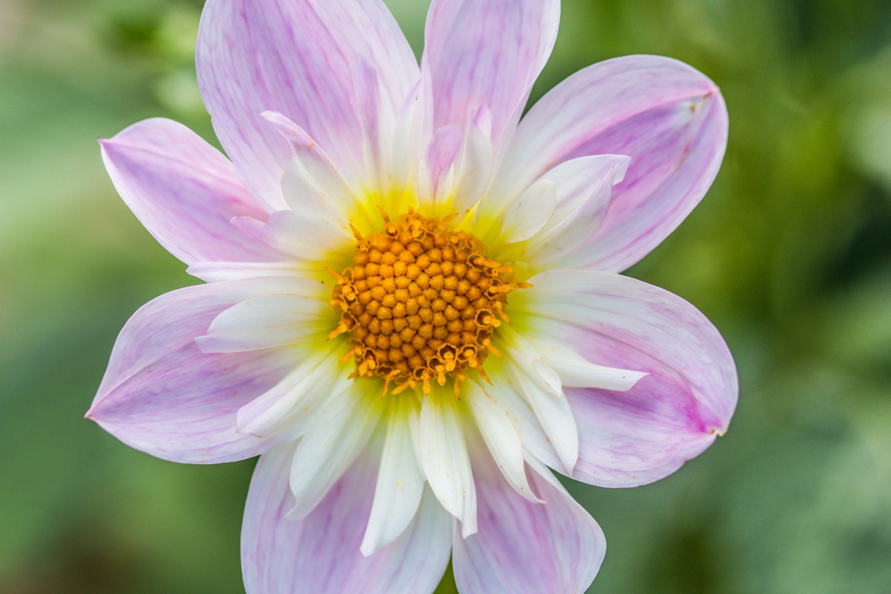 50 MIXED COLLARETTE DAHLIA Variabilis Two Tone Mix of Red Pink Purple White Yellow Maroon Peach Flower Seeds - Image 5