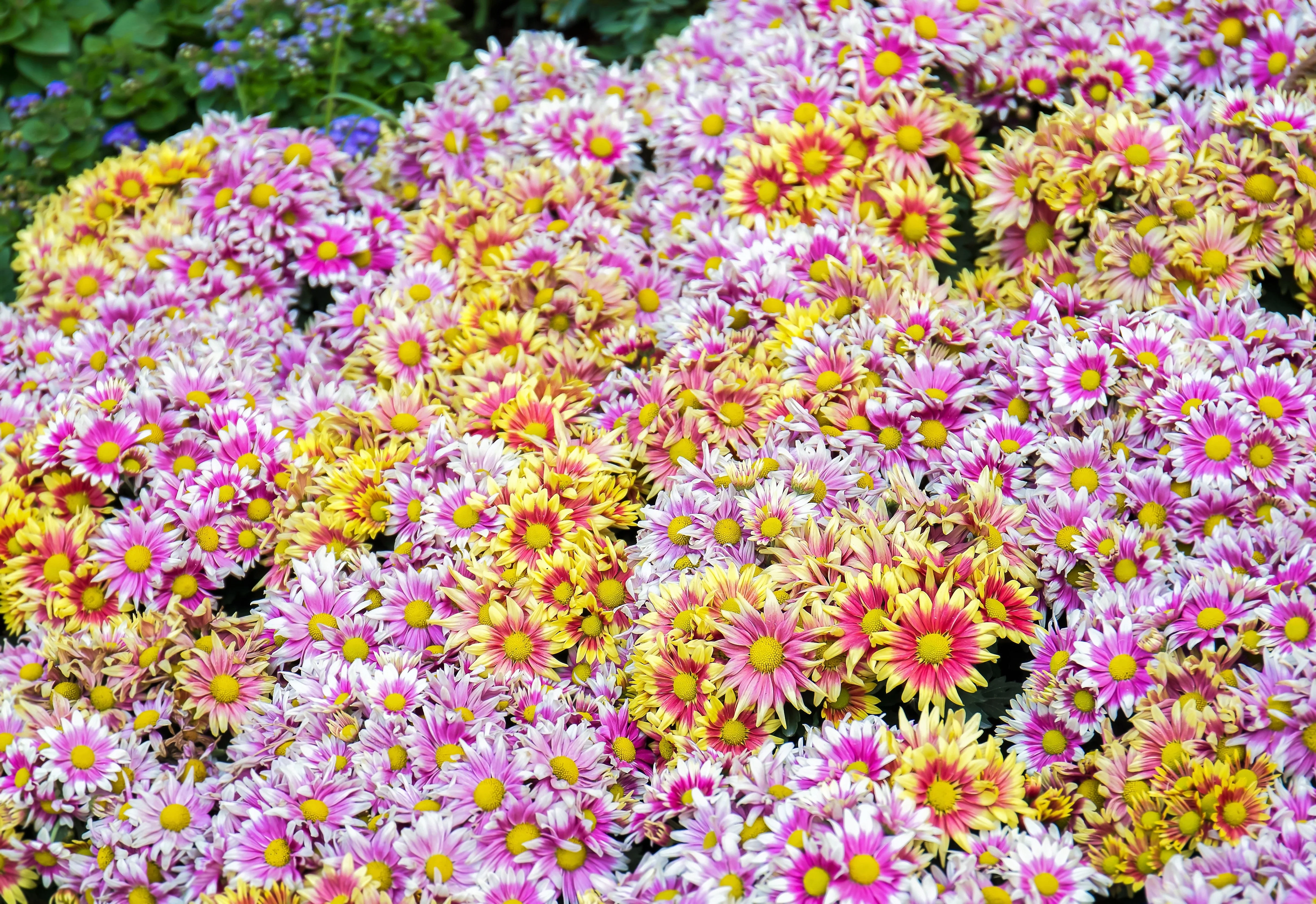 50 Mixed Colors INDIAN CHRYSANTHEMUM Indicum Hardy Mum Double Red Yellow Pink Orange Purple Bicolor Flower Seeds - Image 2