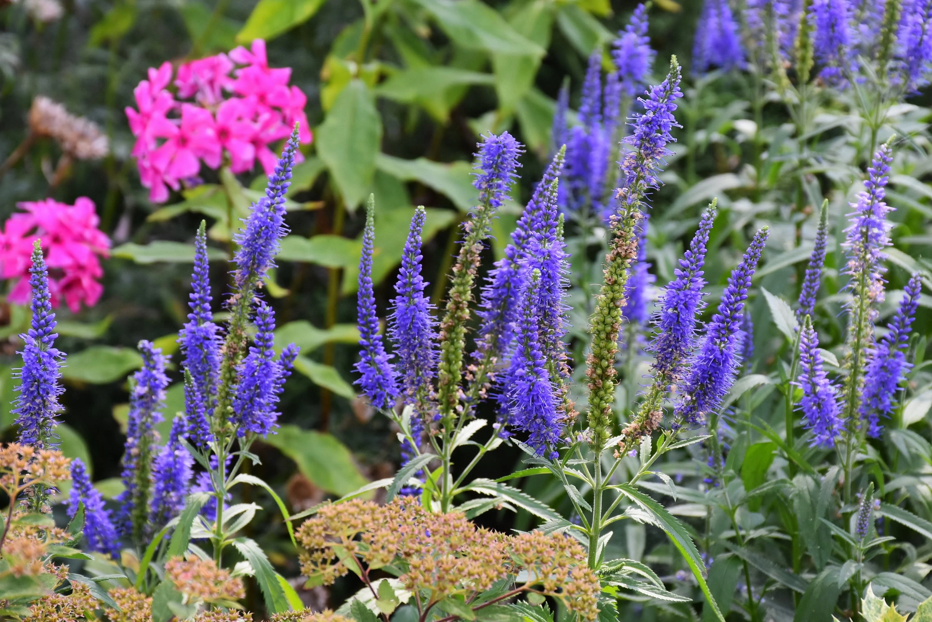 50 Mixed Colors VERONICA SIGHTSEEING MIXTURE (Spike Speedwell) Veronica Spicata Flower Seeds - Image 6