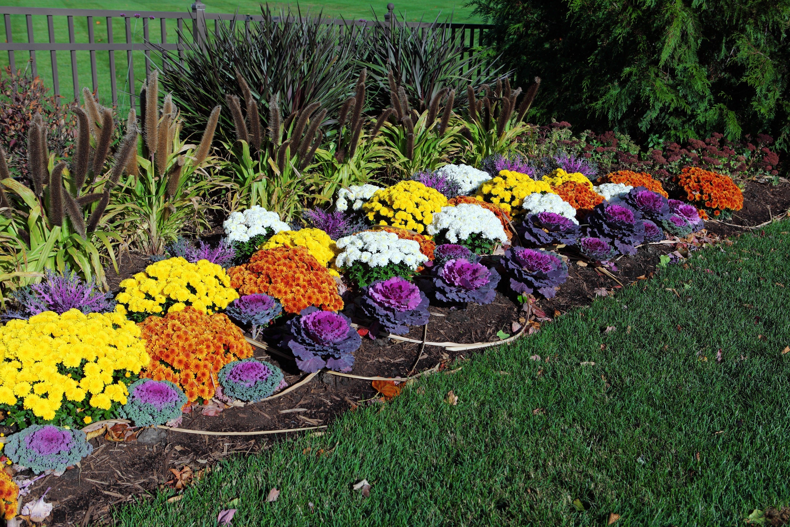 50 MIXED ORNAMENTAL CABBAGE Flowering Cabbage Brassica Oleracea Seeds - Image 3