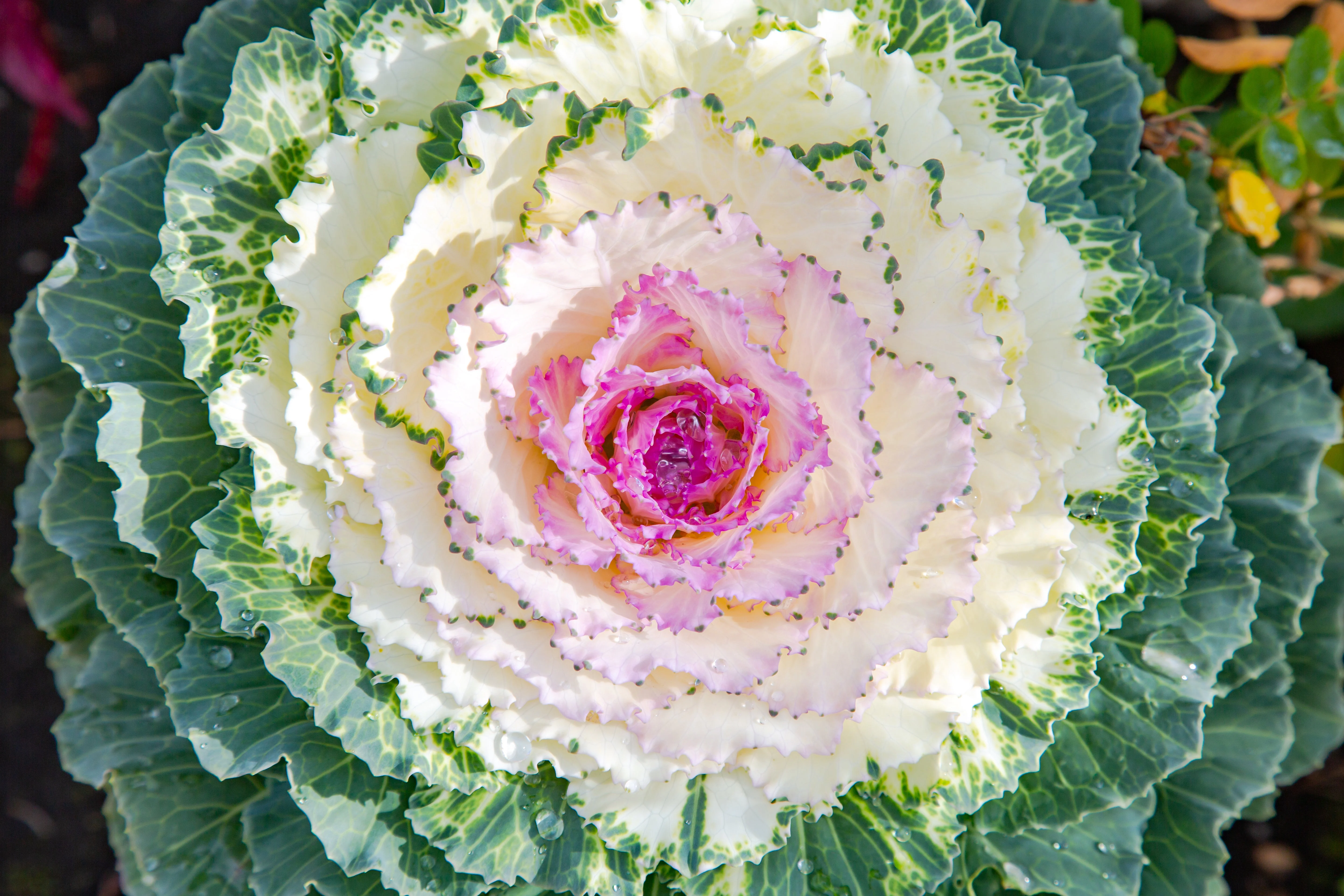 50 MIXED ORNAMENTAL CABBAGE Flowering Cabbage Brassica Oleracea Seeds - Image 4