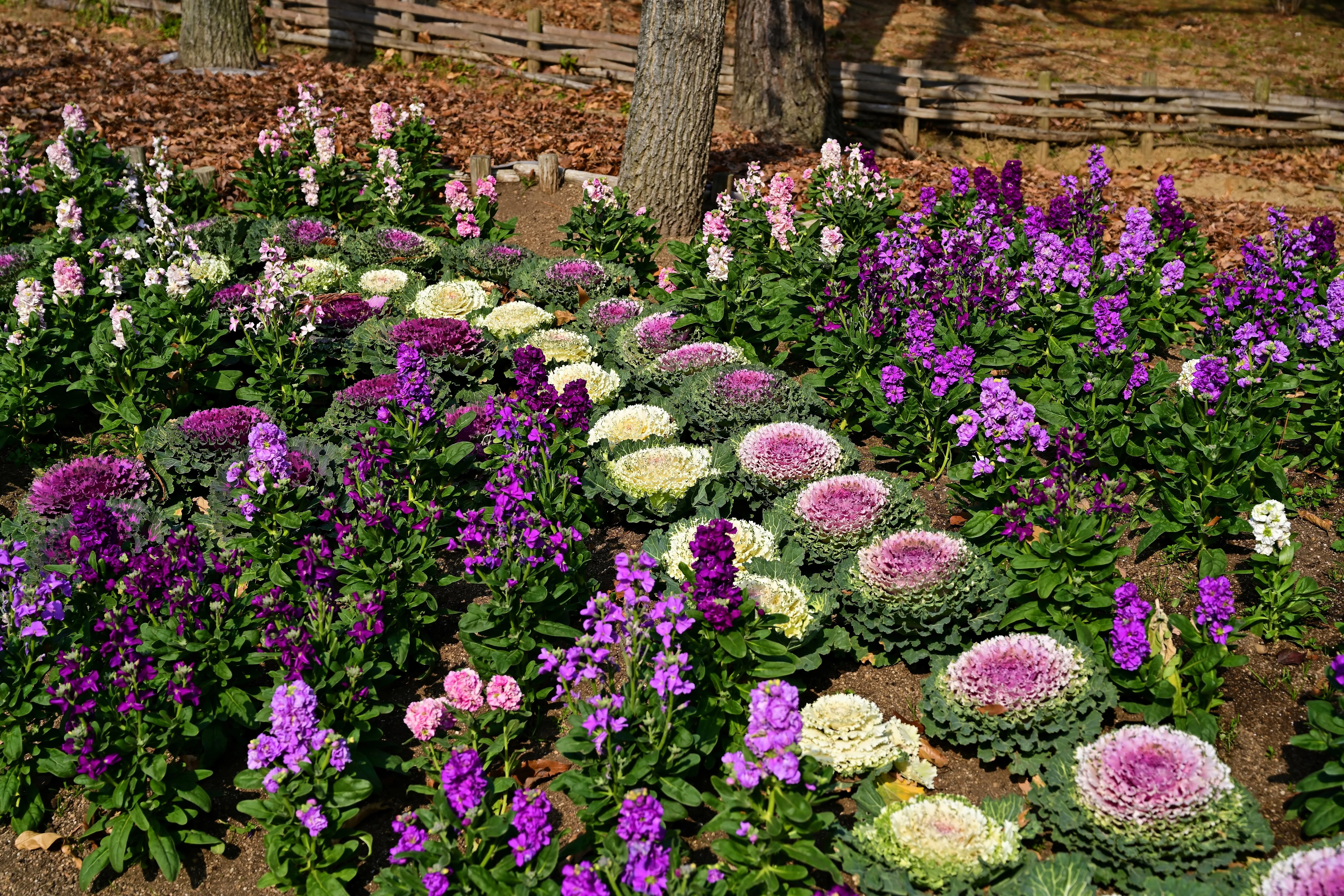 50 MIXED ORNAMENTAL CABBAGE Flowering Cabbage Brassica Oleracea Seeds - Image 9