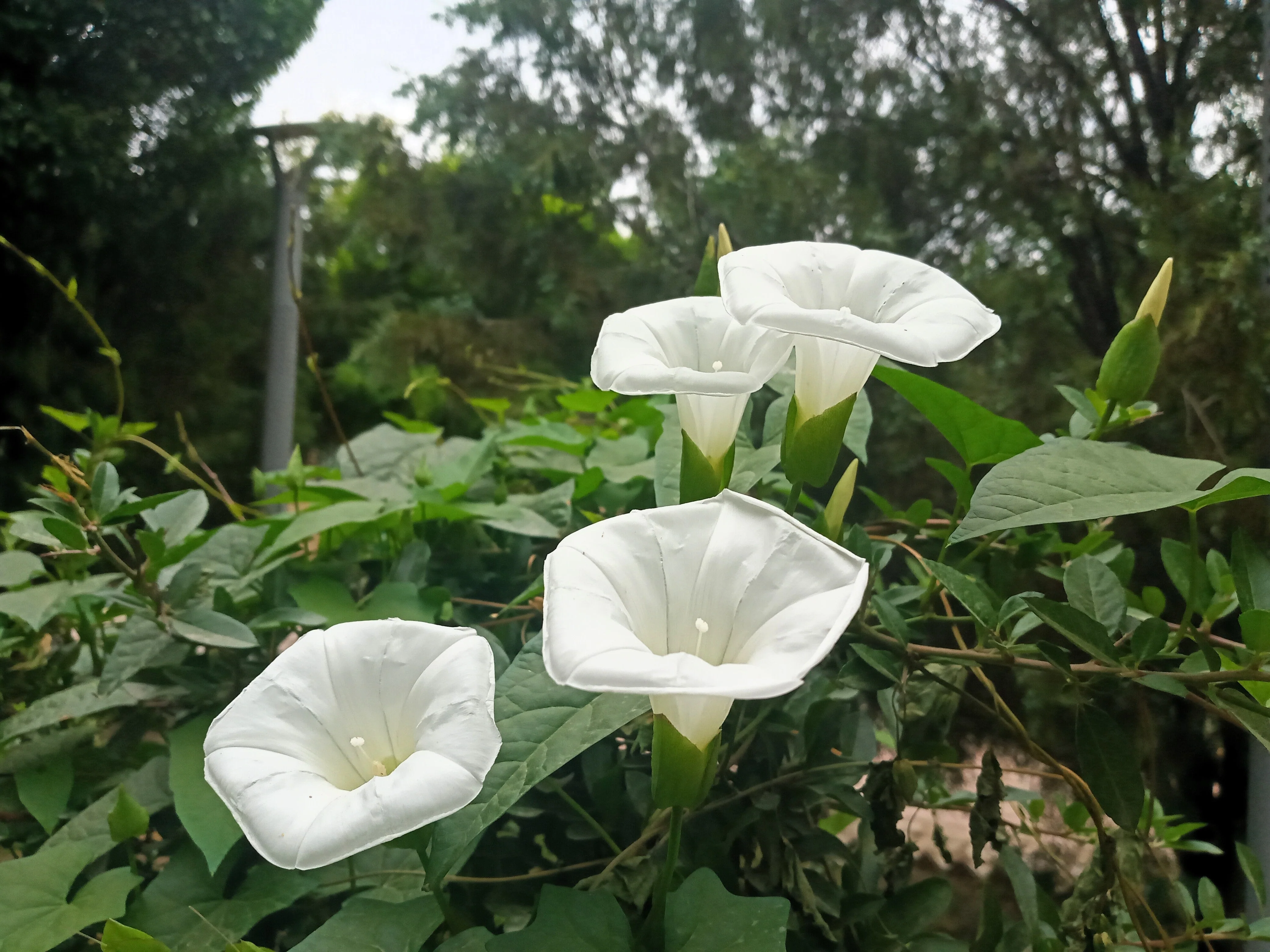 50 MOONFLOWER MORNING GLORY White Moon Flower Ipomoea Alba Flower Vine Seeds - Image 4