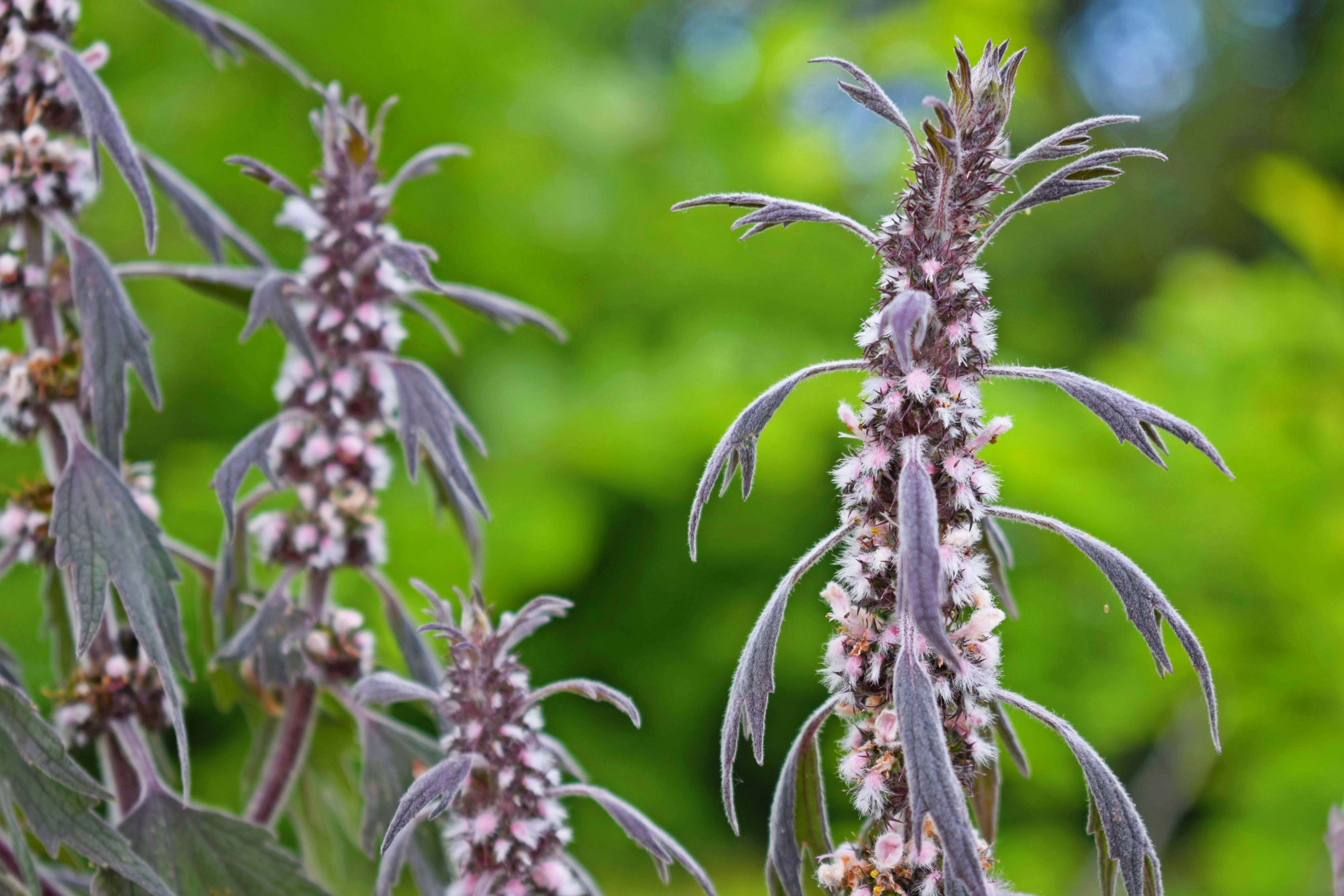 50 MOTHERWORT (Lions Tail / Heartwort) Leonurus Cardiaca Herb Flower Seeds - Image 5