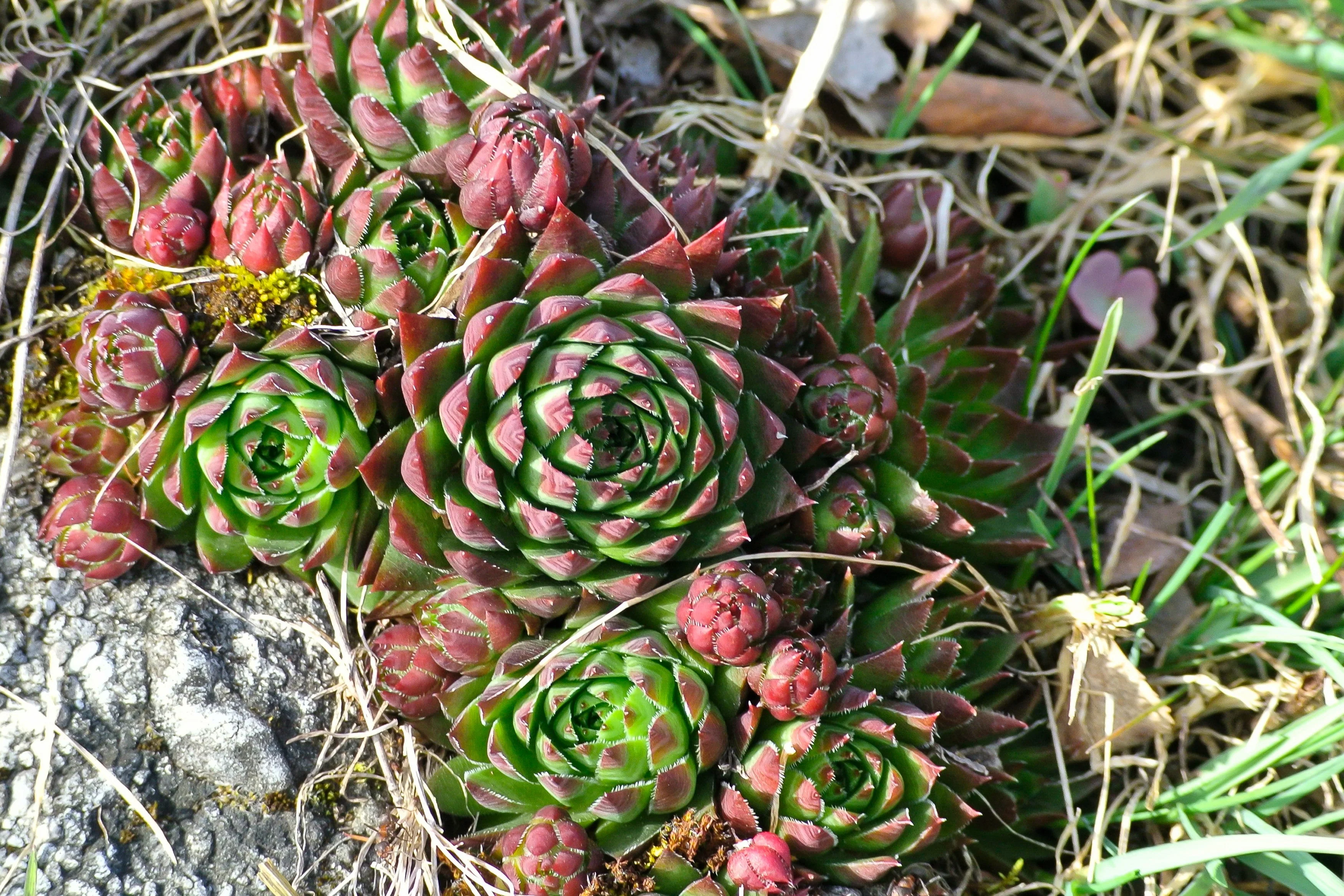 50 MOUNTAIN HOUSELEEK Hens & Chicks Sempervivum Montanum Green Red / Pink Flower Houseplant Seeds - Image 8