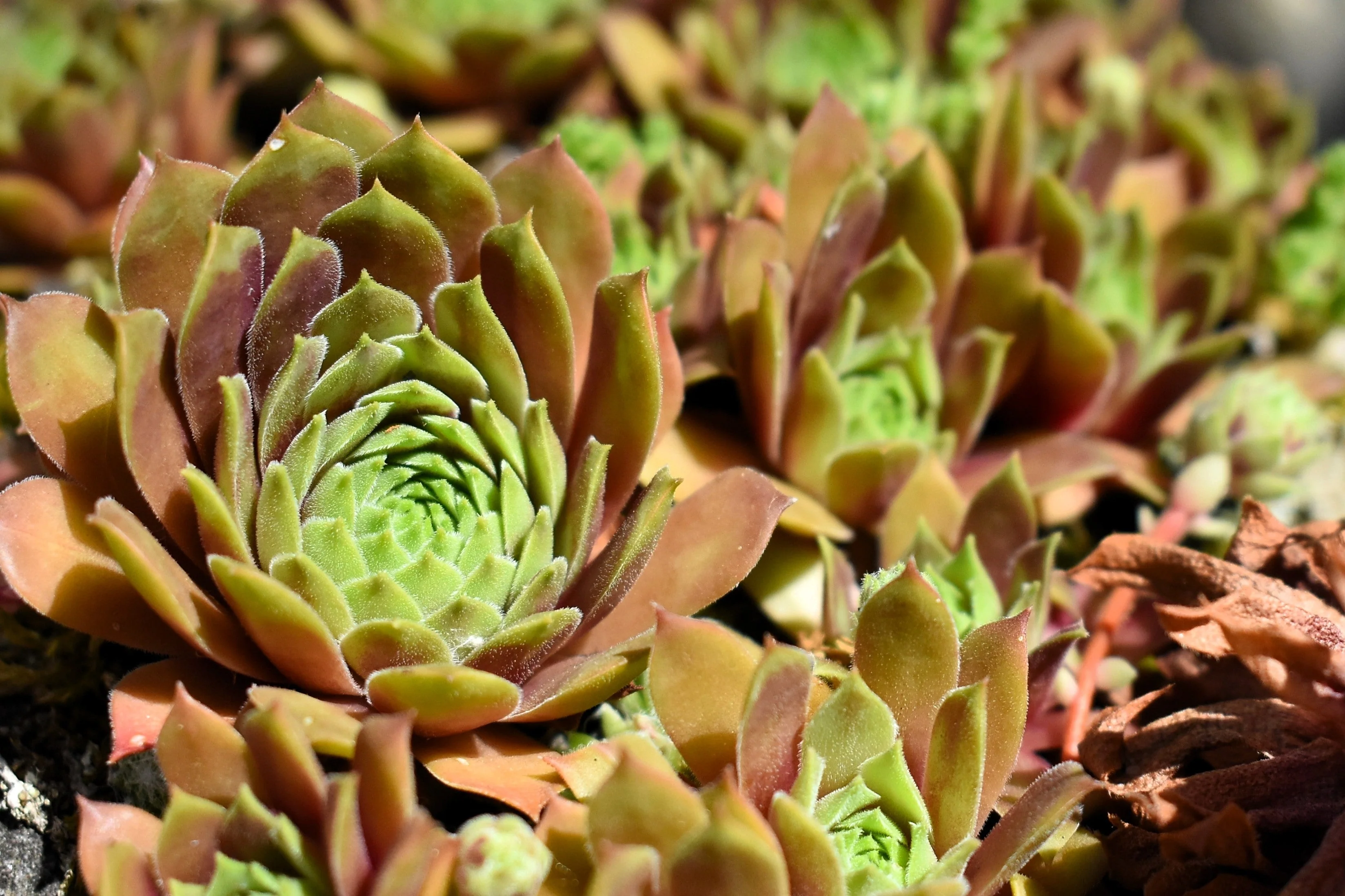 50 MOUNTAIN HOUSELEEK Hens & Chicks Sempervivum Montanum Green Red / Pink Flower Houseplant Seeds - Image 9