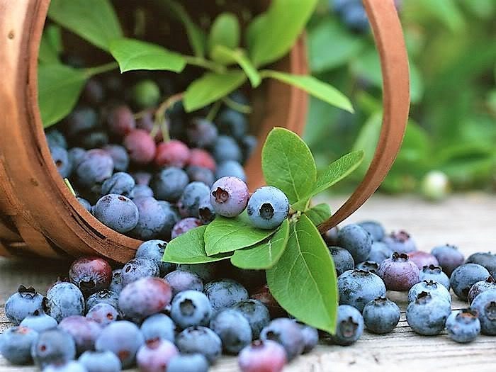 50 Northern HIGHBUSH BLUEBERRY BUSH Vaccinium Fruit Shrub Blue Berry White Flower Seeds - Image 9