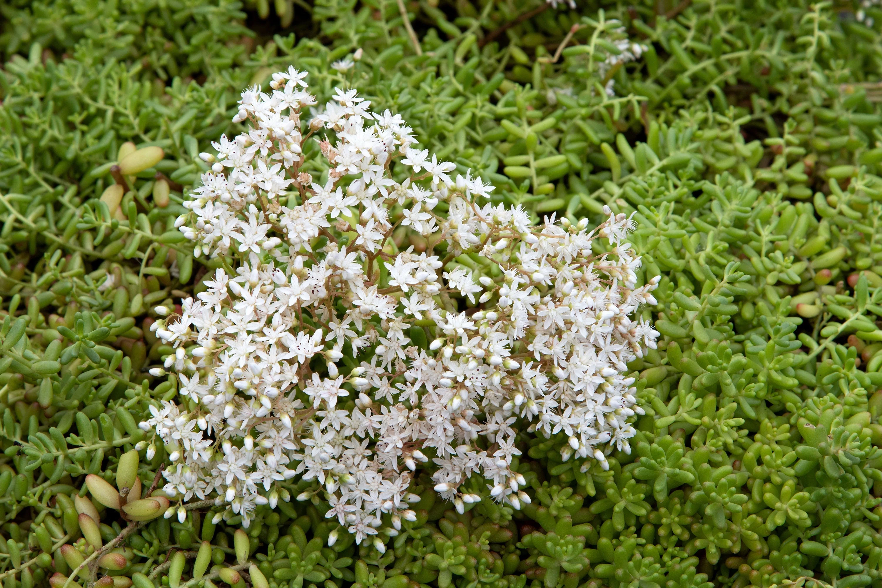 50 OKTOBERFEST SEDUM Acre Gold Moss Stonecrop Succulent Groundcover White Flower Seeds - Image 4