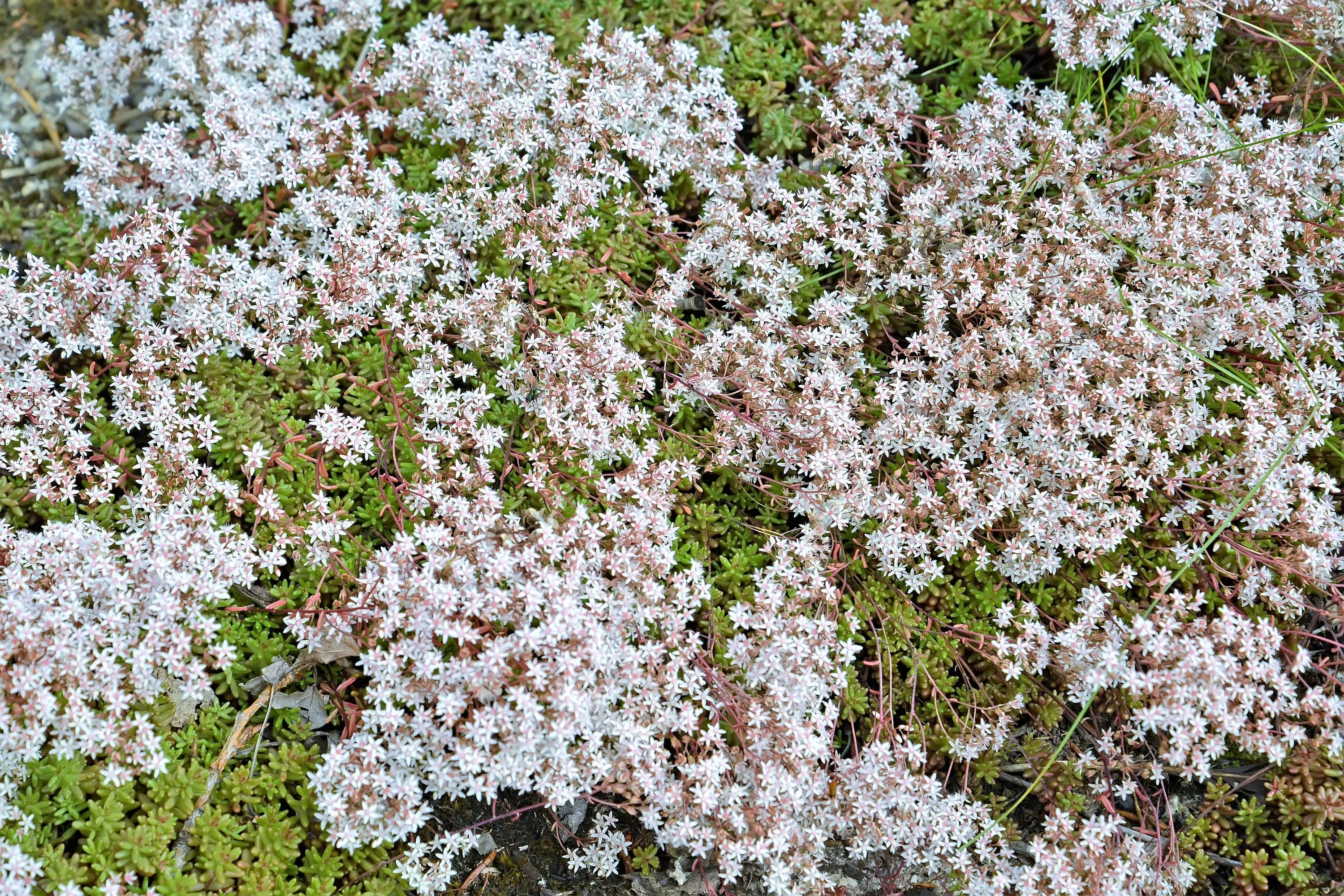 50 OKTOBERFEST SEDUM Acre Gold Moss Stonecrop Succulent Groundcover White Flower Seeds - Image 5