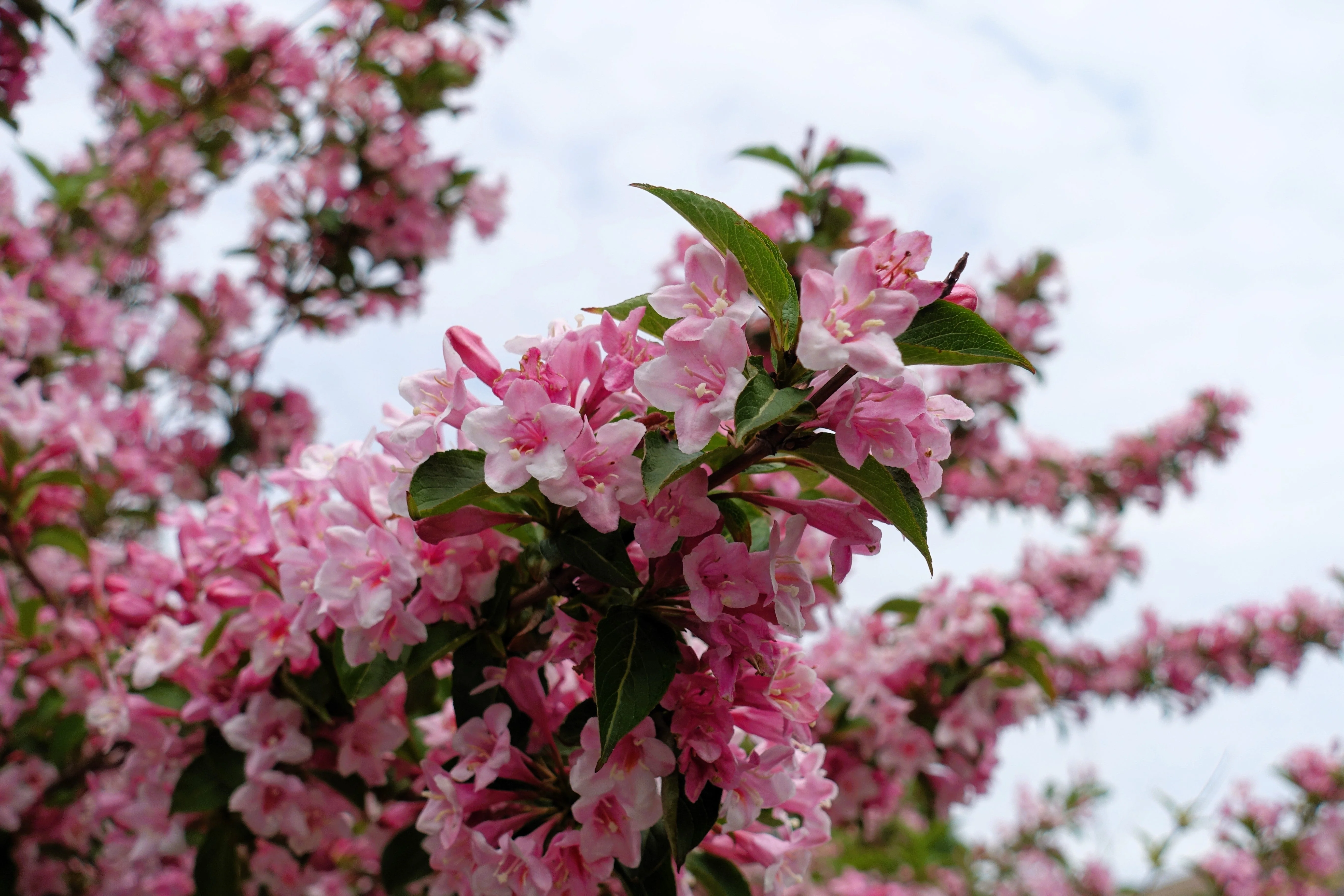 50 OLD FASHIONED WEIGELA Florida Bush Shrub Flower Seeds - Image 2