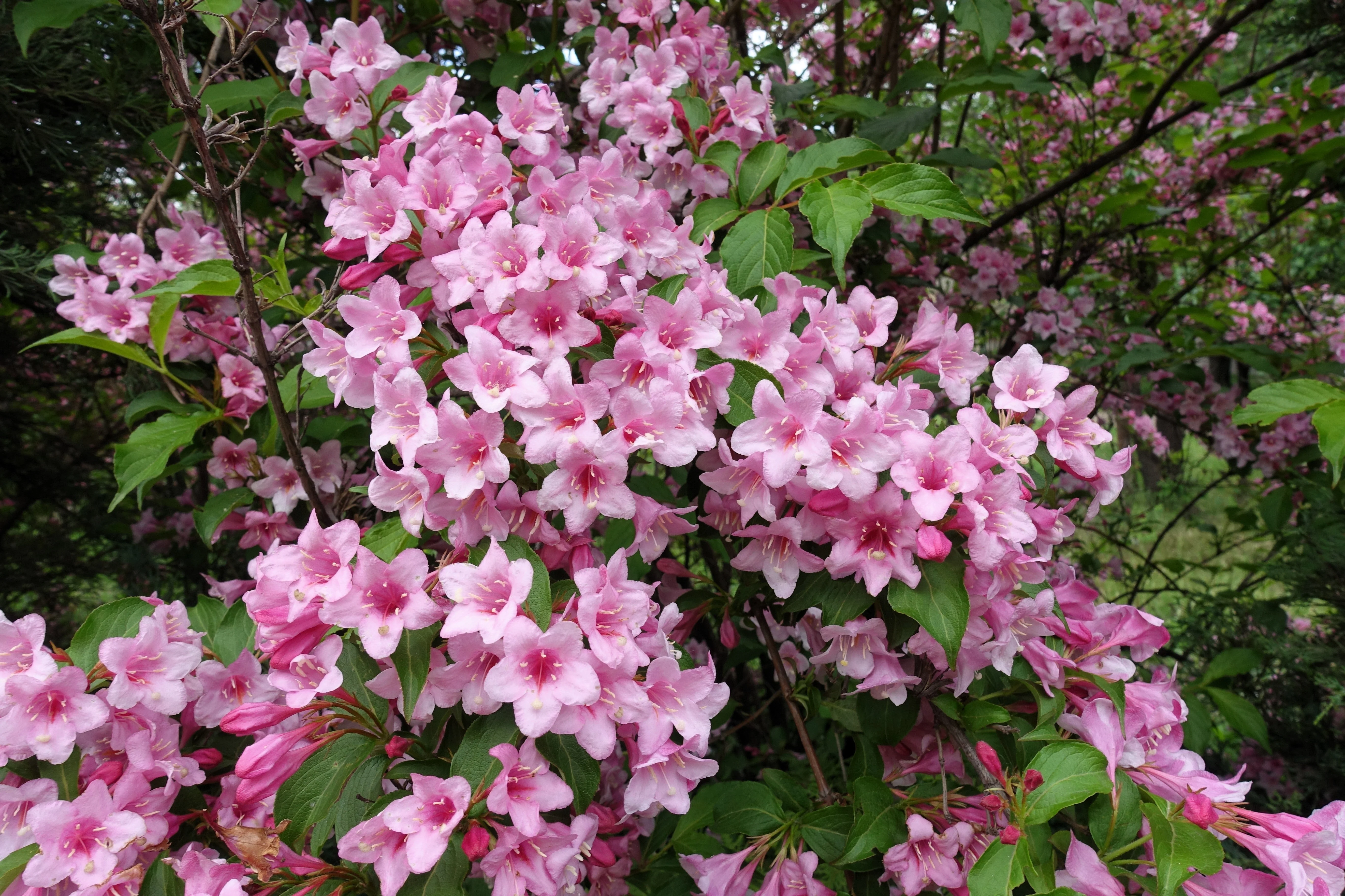 50 OLD FASHIONED WEIGELA Florida Bush Shrub Flower Seeds - Image 3