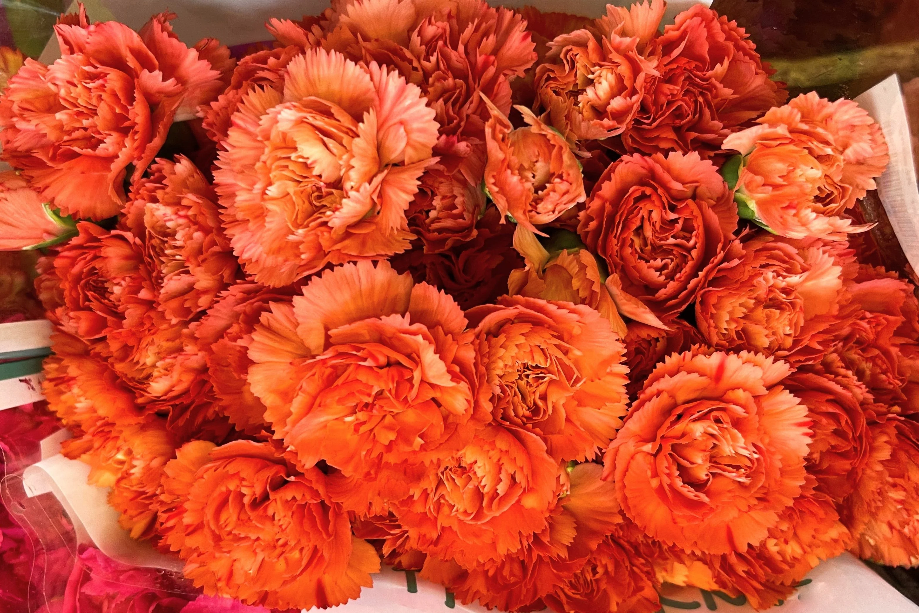 50 ORANGE CARNATION Dianthus Caryophyllus Chabaud Double Flower Seeds - Image 8