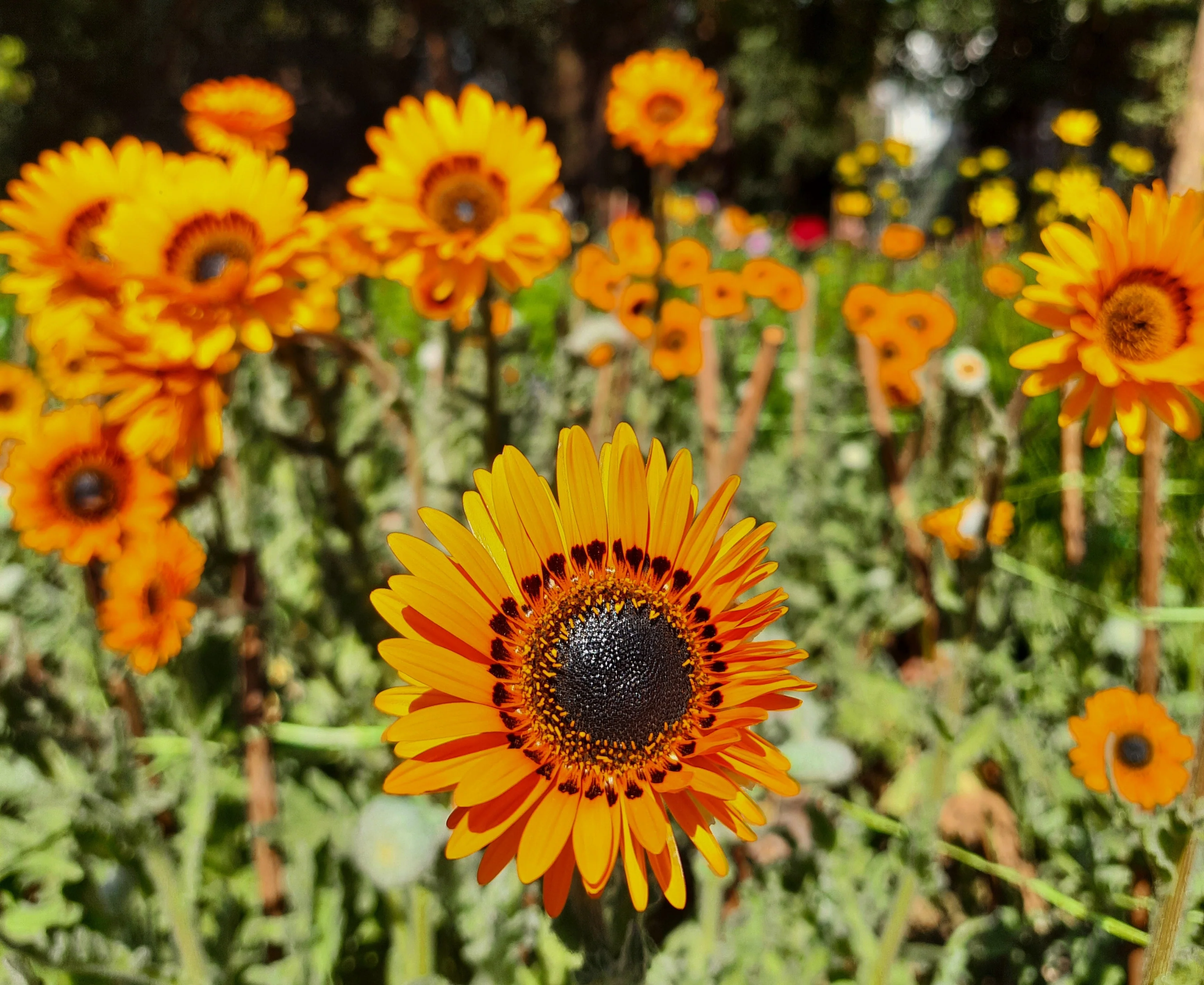 50 ORANGE PRINCE Cape DAISY Monarch of the Veldt Venidium Fastuosum Flower Seeds - Image 8