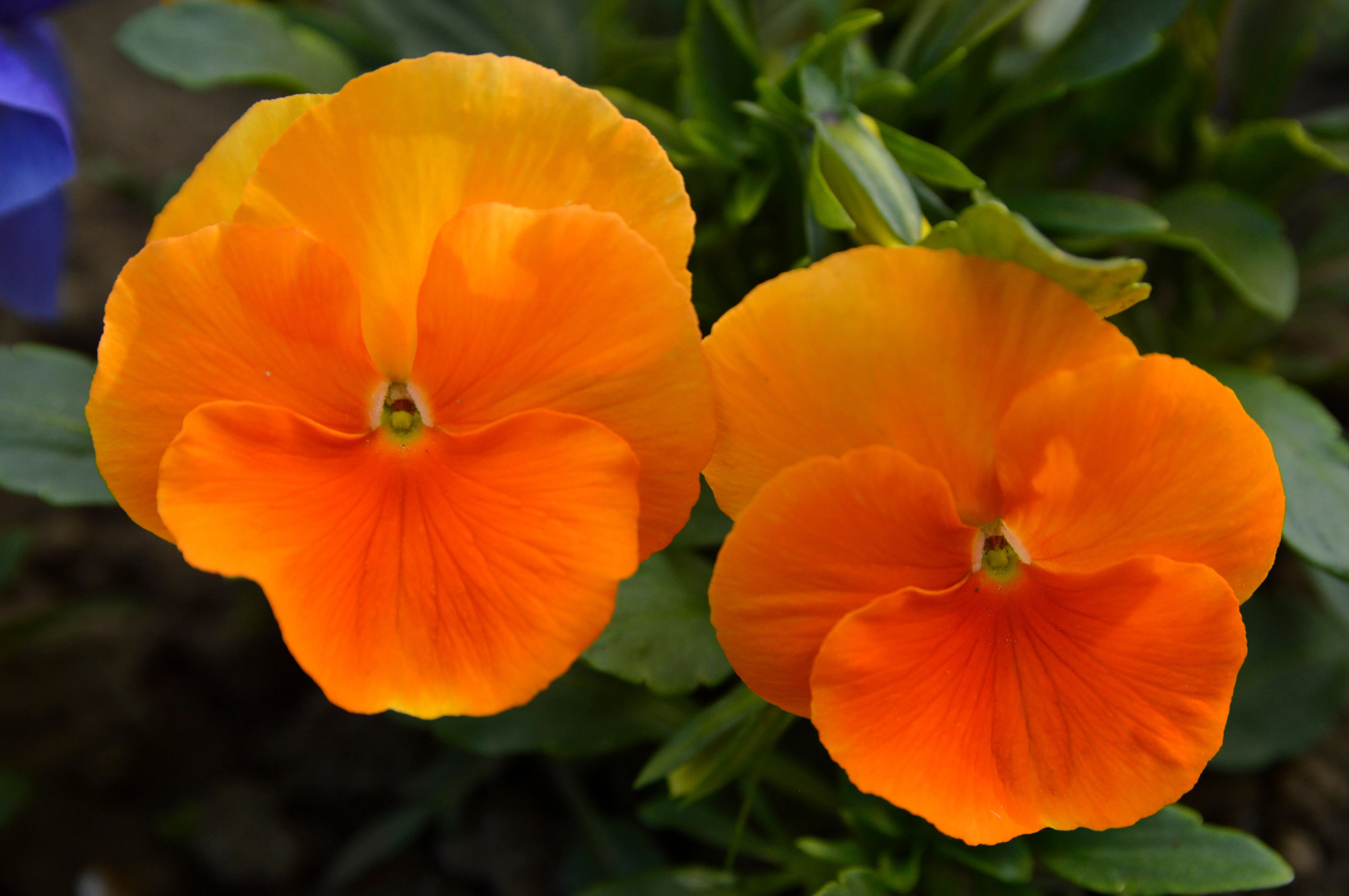 50 ORANGE SUN PANSY Swiss Giant Viola Wittrockiana Flower Seeds - Image 4