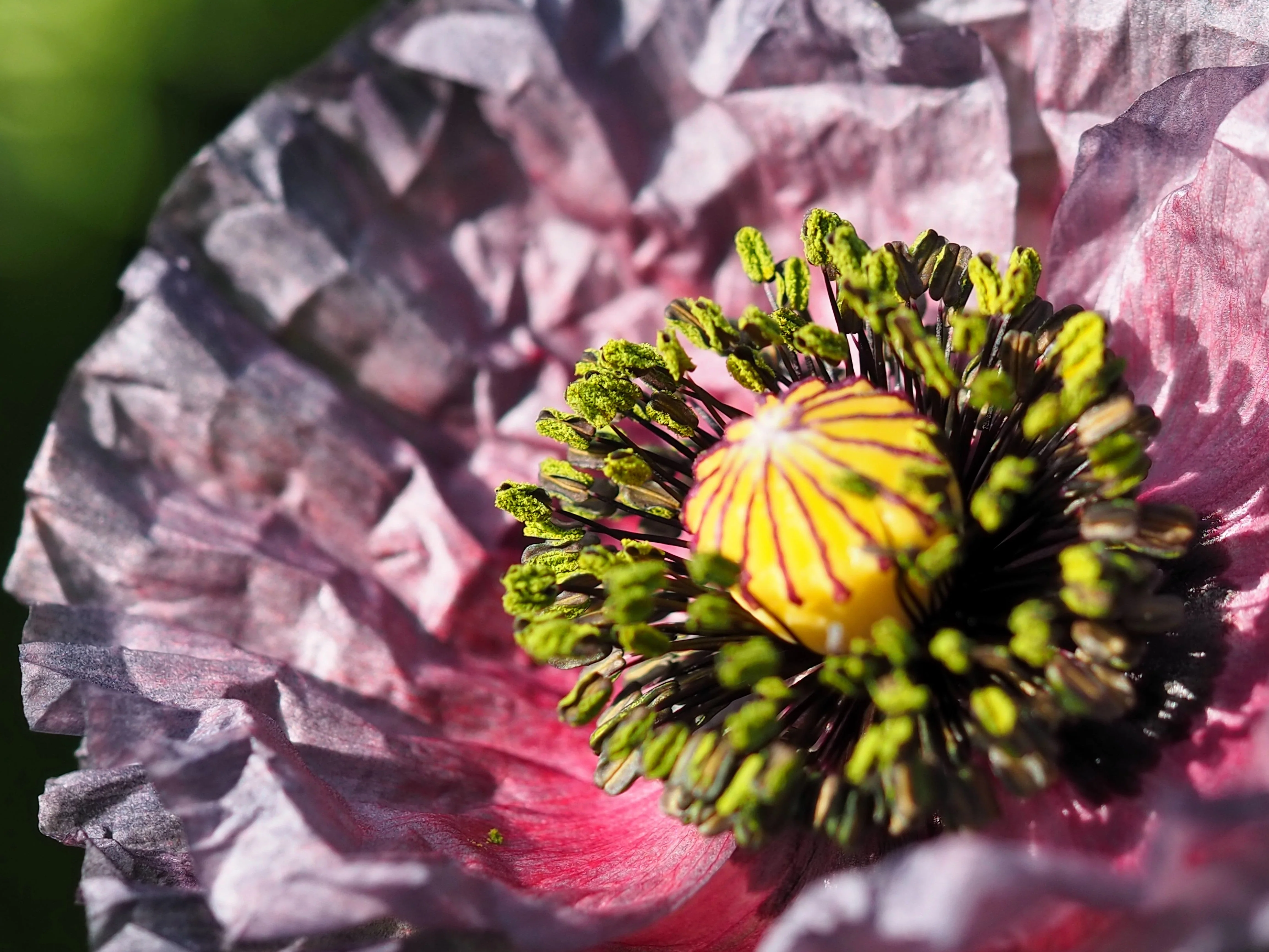 50 Organic AMAZING GREY POPPY Papaver Rhoeas Silvery Gray Flower Seeds - Image 10
