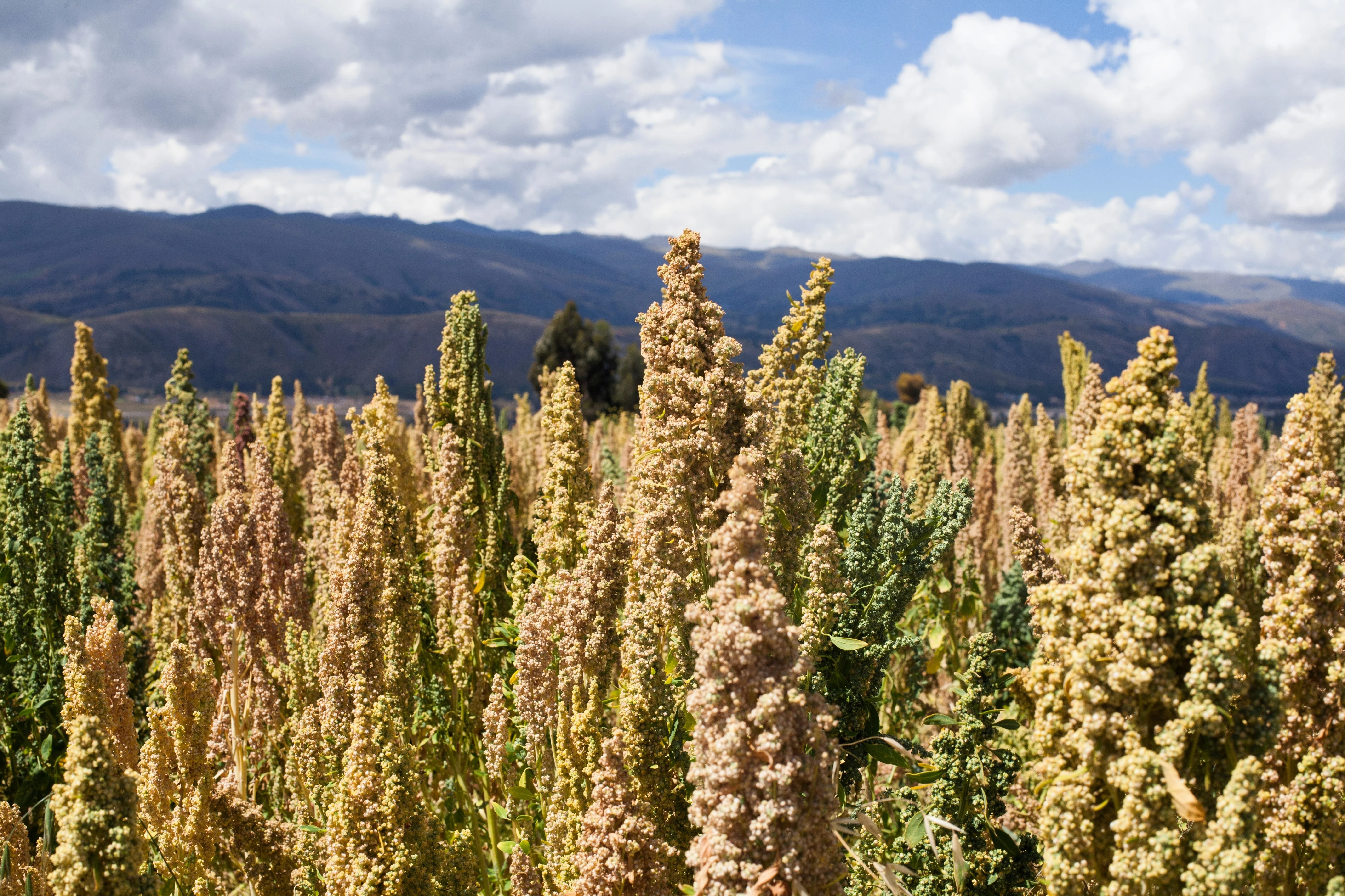 50 Organic MINT VANILLA QUINOA Green & White Chenopodium Vegetable Grain Seeds SuperFood - Image 6