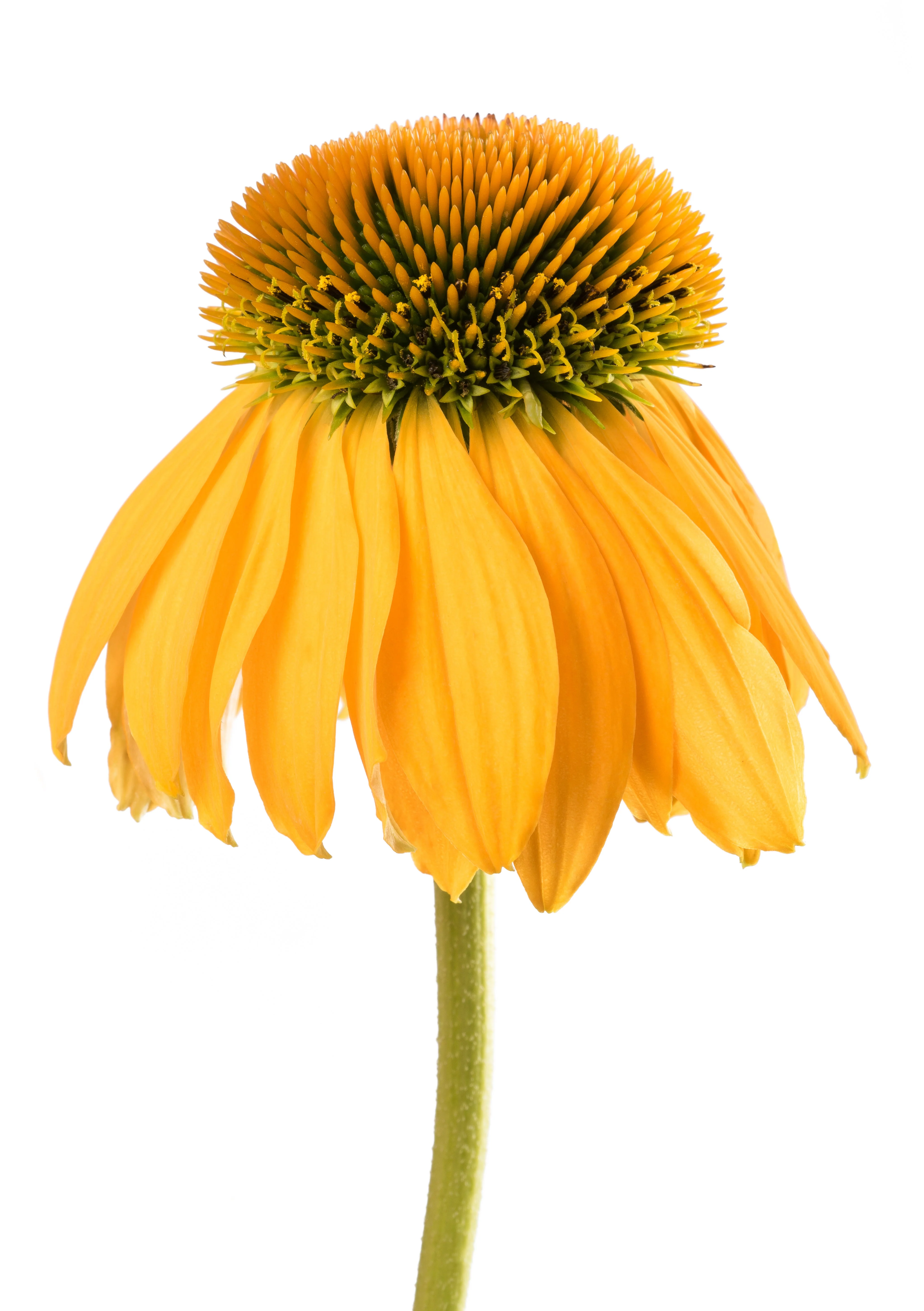 50 OZARK GOLD CONEFLOWER Echinacea Paradoxa Yellow Bush's Coneflower Flower Seeds - Image 11