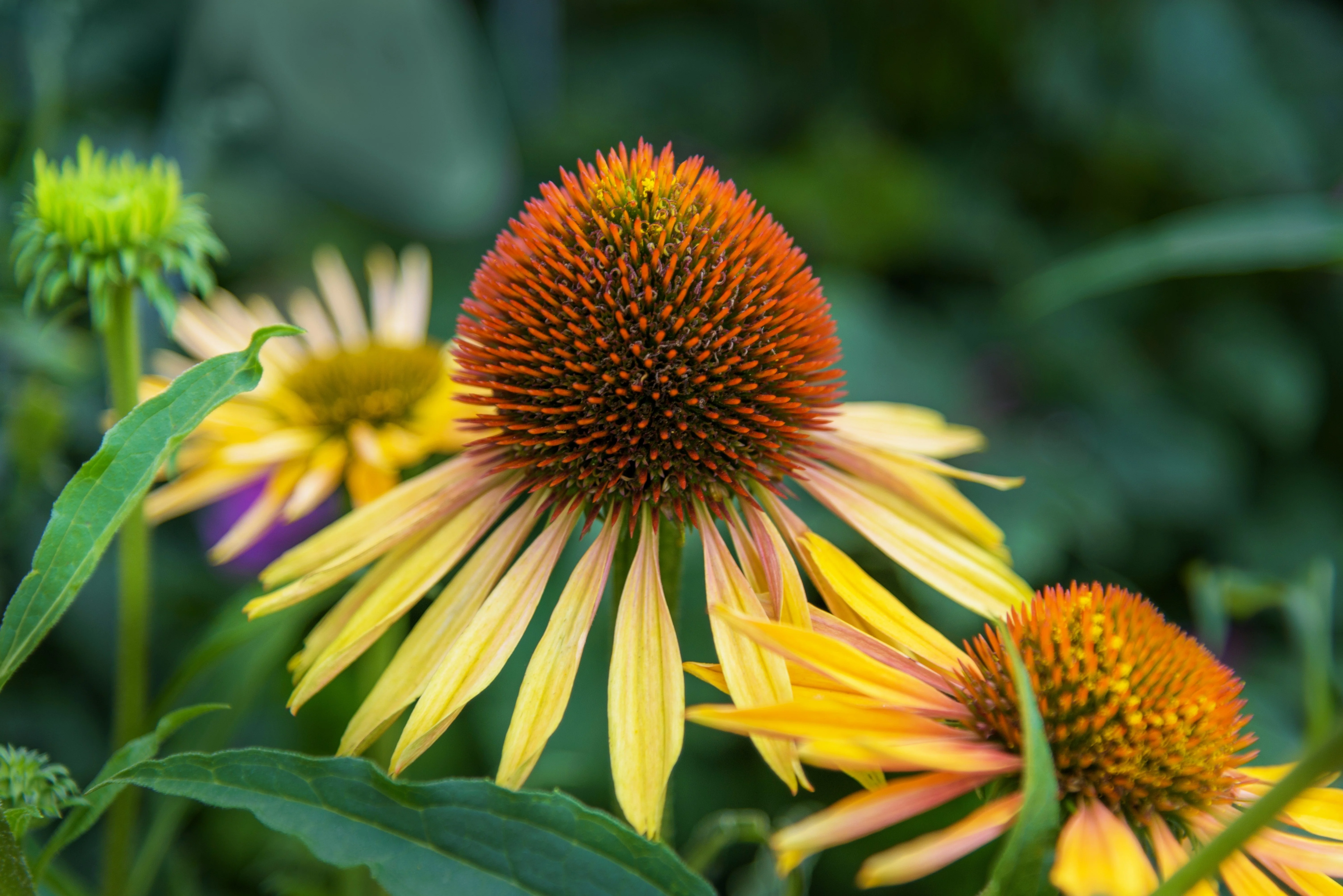 50 OZARK GOLD CONEFLOWER Echinacea Paradoxa Yellow Bush's Coneflower Flower Seeds - Image 12