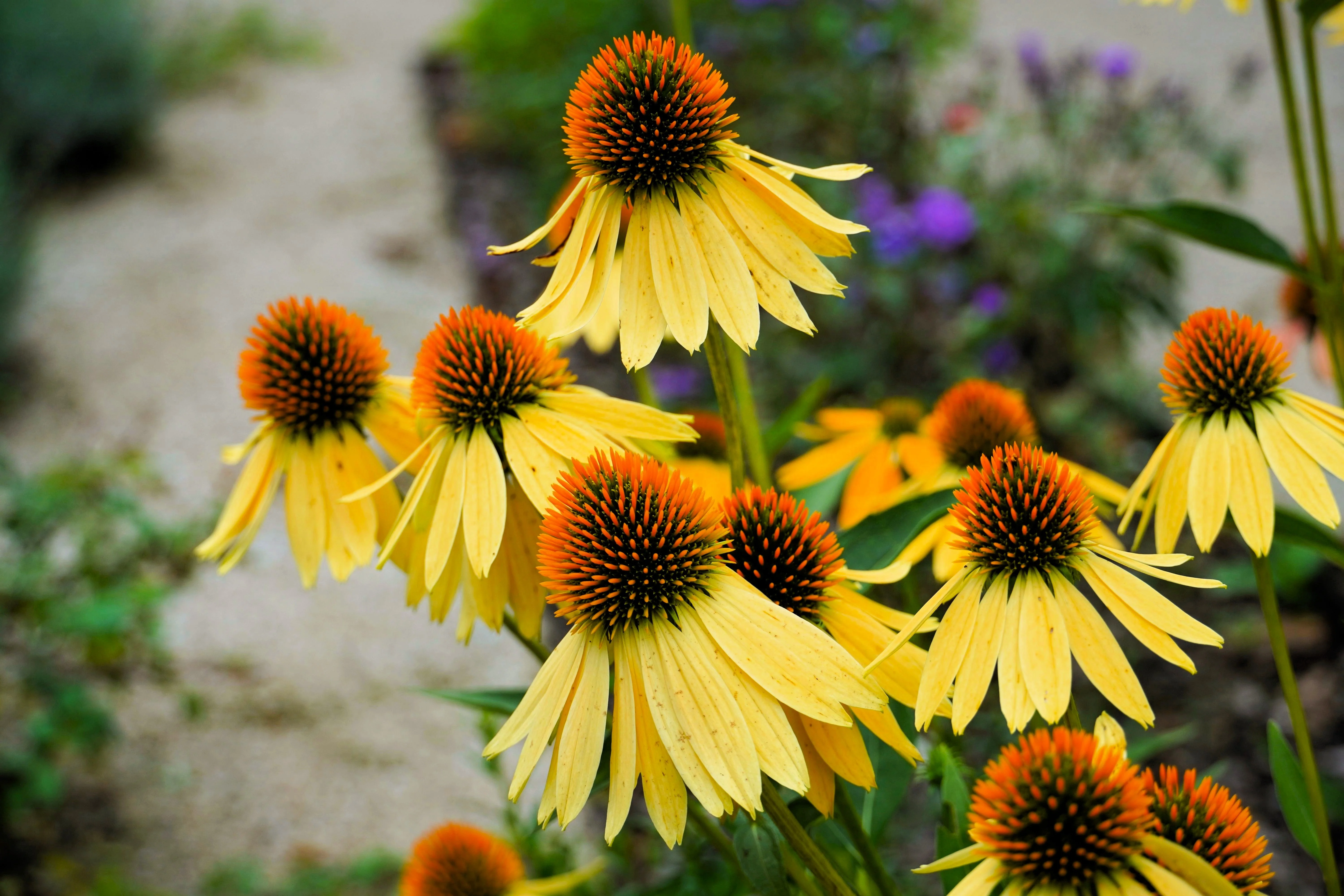 50 OZARK GOLD CONEFLOWER Echinacea Paradoxa Yellow Bush's Coneflower Flower Seeds - Image 3