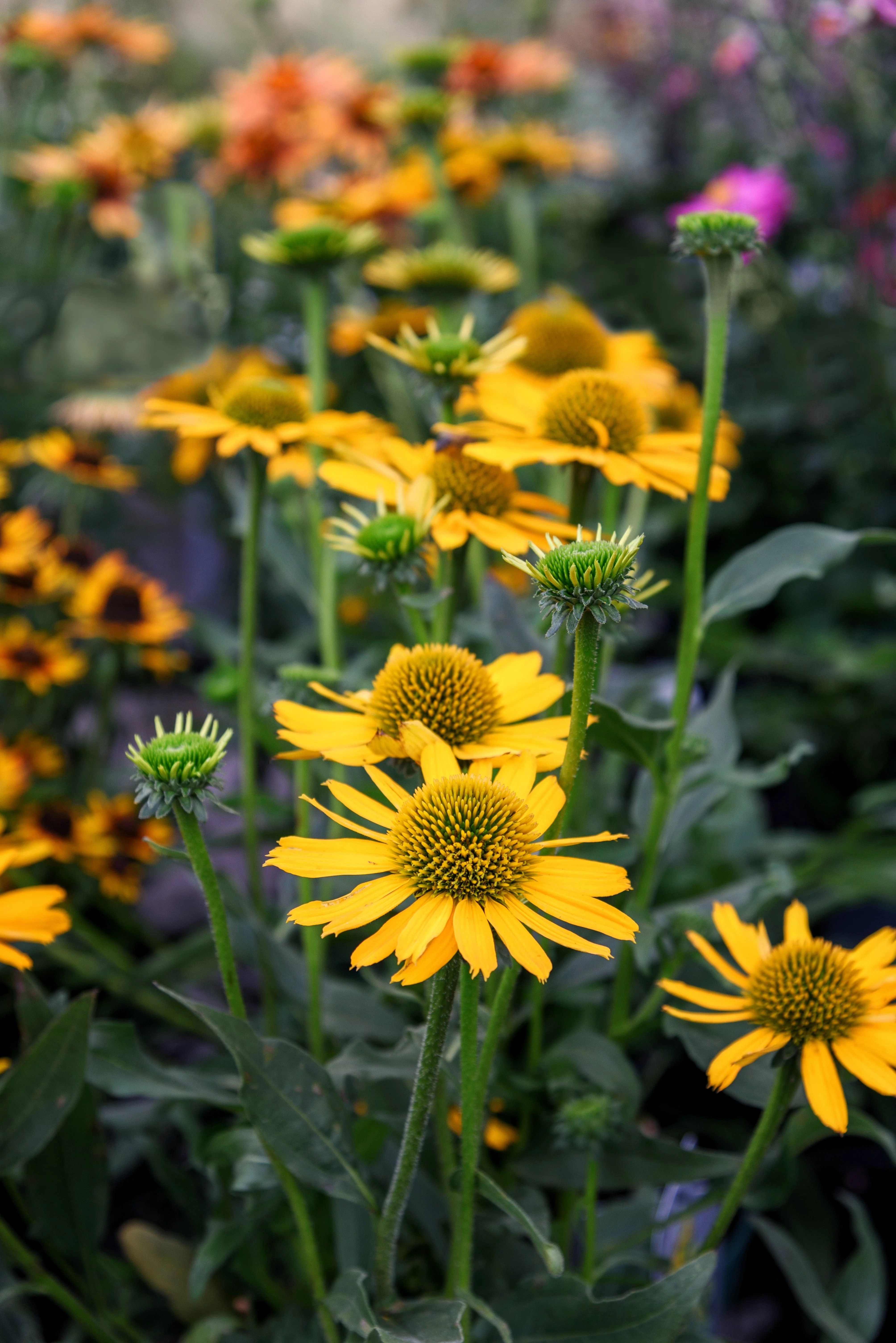 50 OZARK GOLD CONEFLOWER Echinacea Paradoxa Yellow Bush's Coneflower Flower Seeds - Image 6