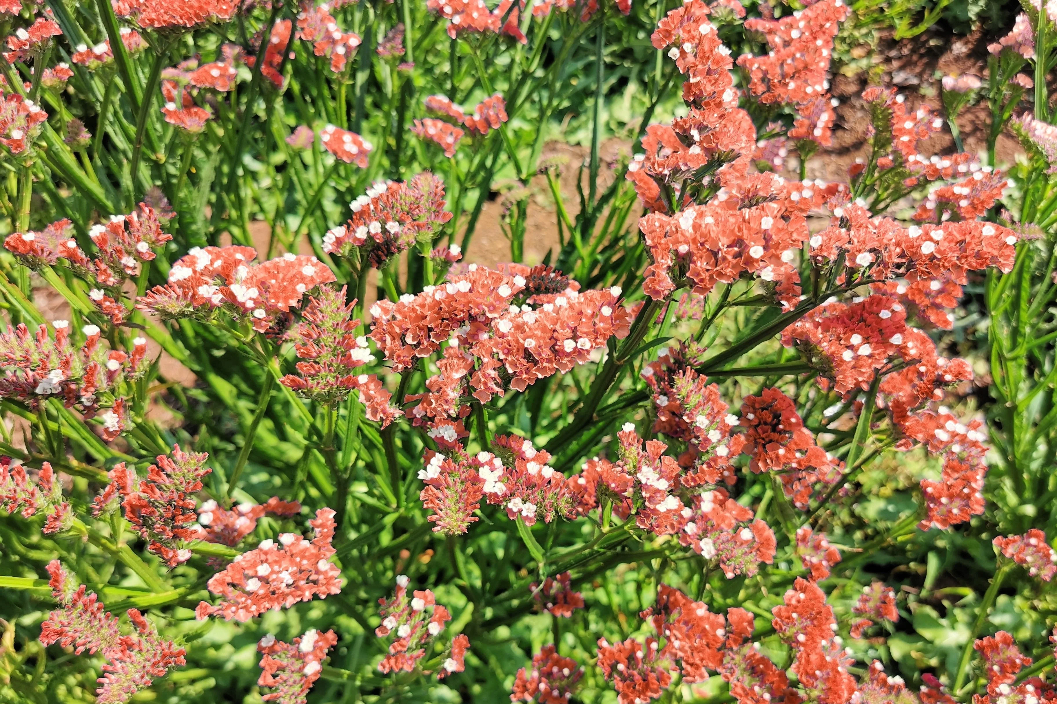 50 Pacific Mix STATICE (Sea Lavender) Mixed Colors  Limonium Sinuatum Flower Seeds - Image 12