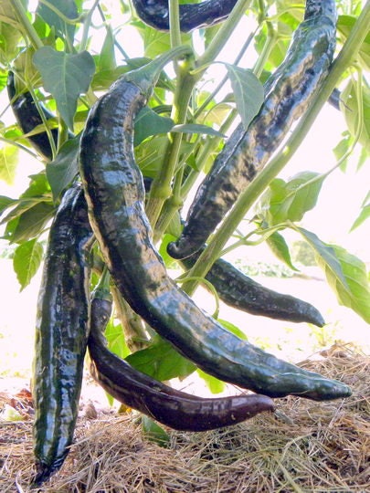 50 PASILLA BAJIO PEPPER Mexican Chile Negro Capsicum Annuum Vegetable Seeds - Image 2
