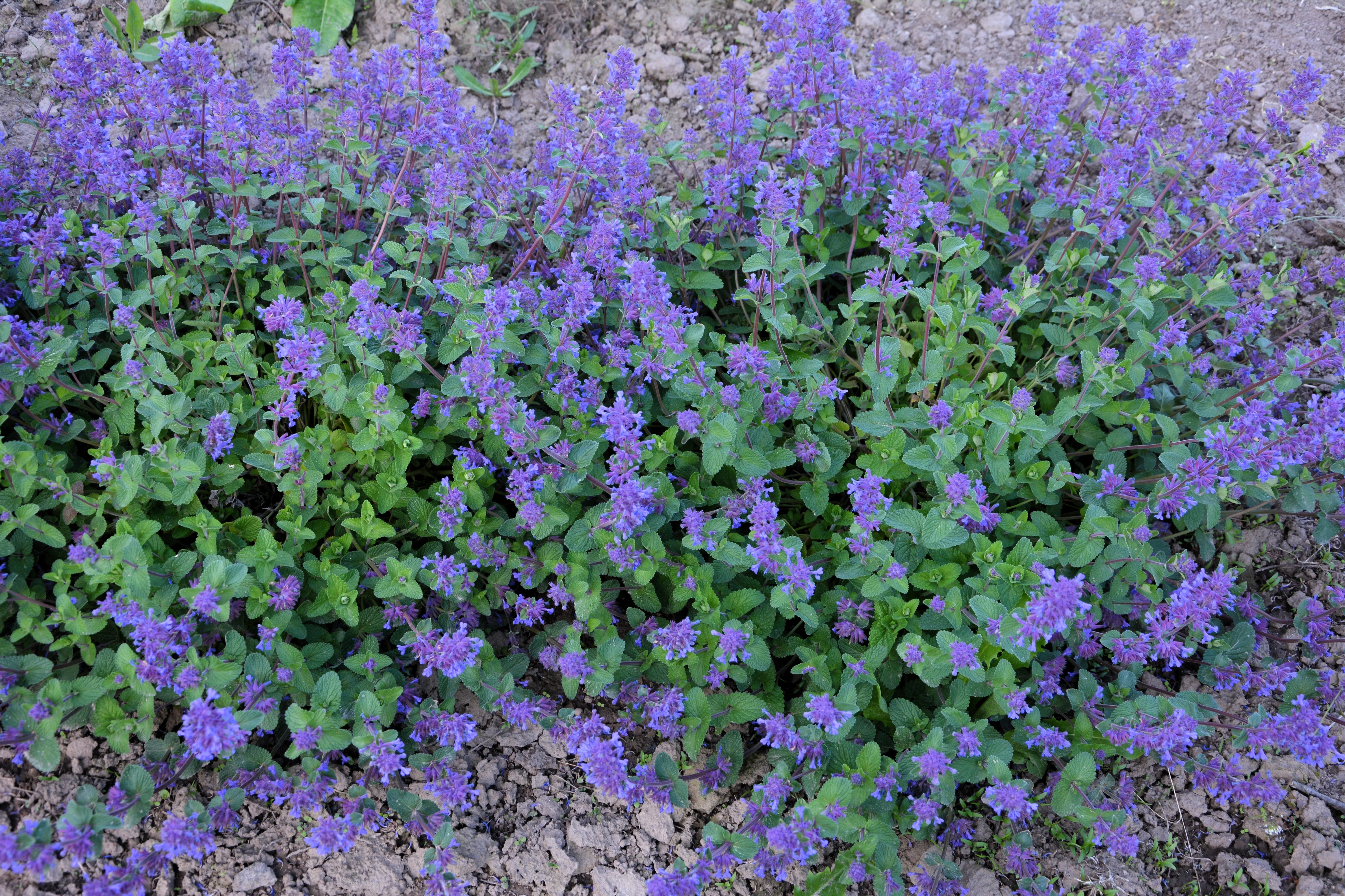 50 PERSIAN CATMINT Mussins Nepeta Racemosa Flower Seeds - Image 2