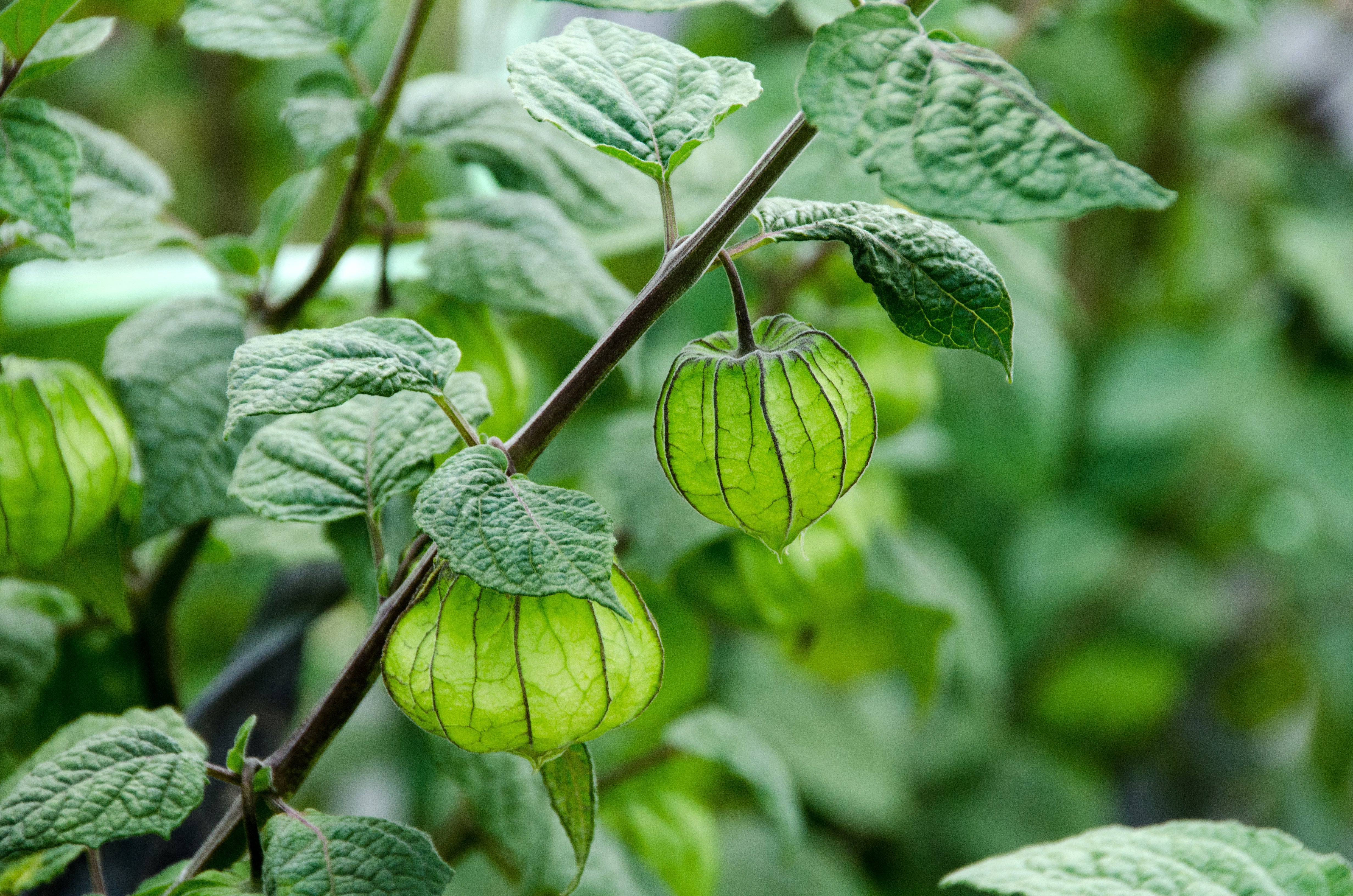 50 PERUVIAN GROUND CHERRY Physalis Peruviana Cape Gooseberry Fruit Veggie Seeds - Image 6