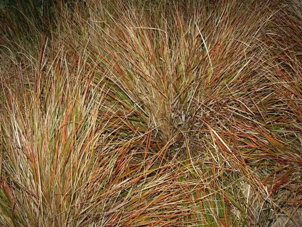 50 PHEASANT TAILS GRASS Feather Reed New Zealand Wind Stipa Arundinacea syn Anemanthele Lessoniana Ornamental Grass Seeds - Image 3