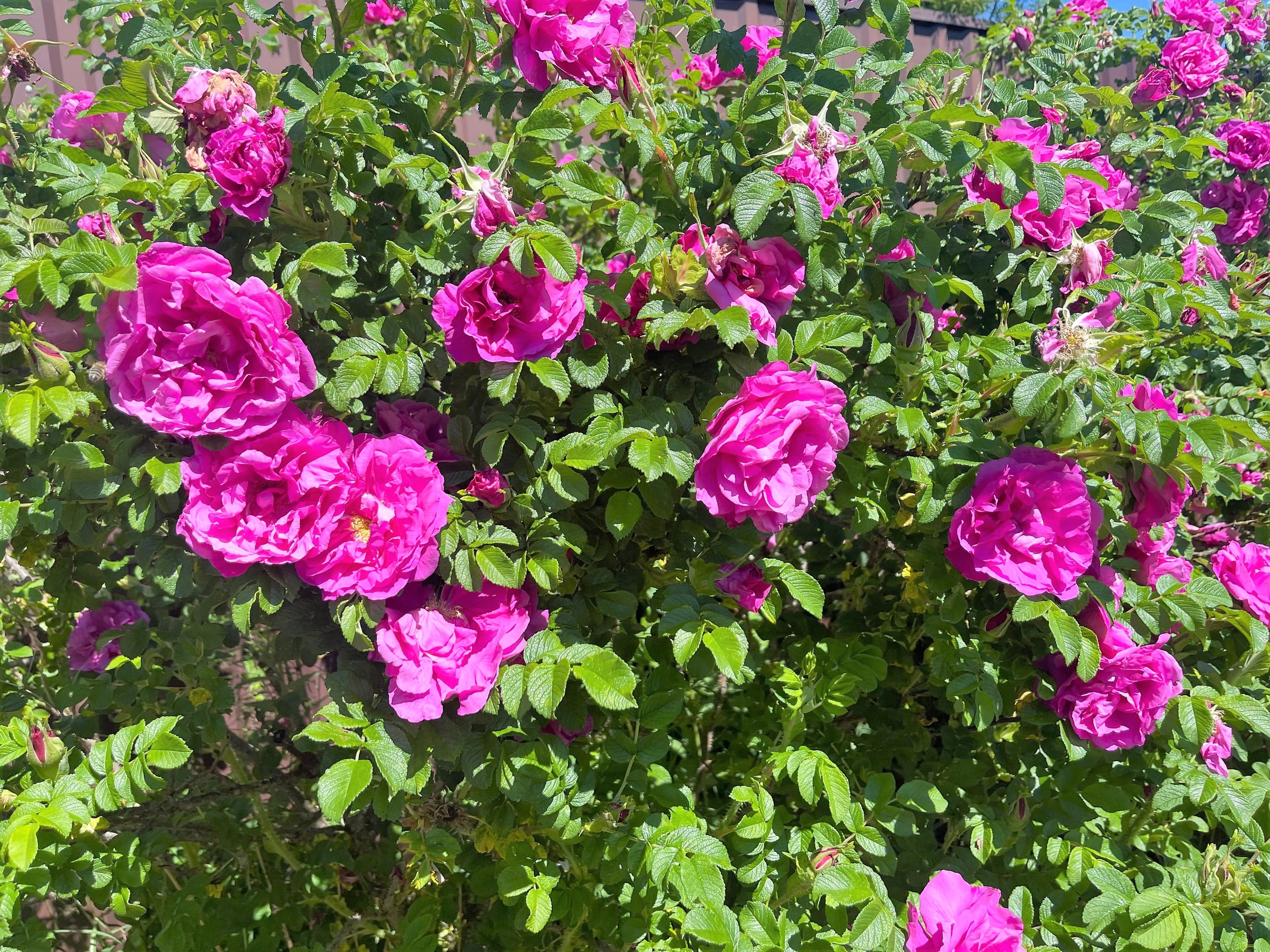 50 Pink BEACH ROSE aka Seaside or Sand Rose, Beach Tomato Rosa Rugosa Huge Red Hips Flower Seeds - Image 5