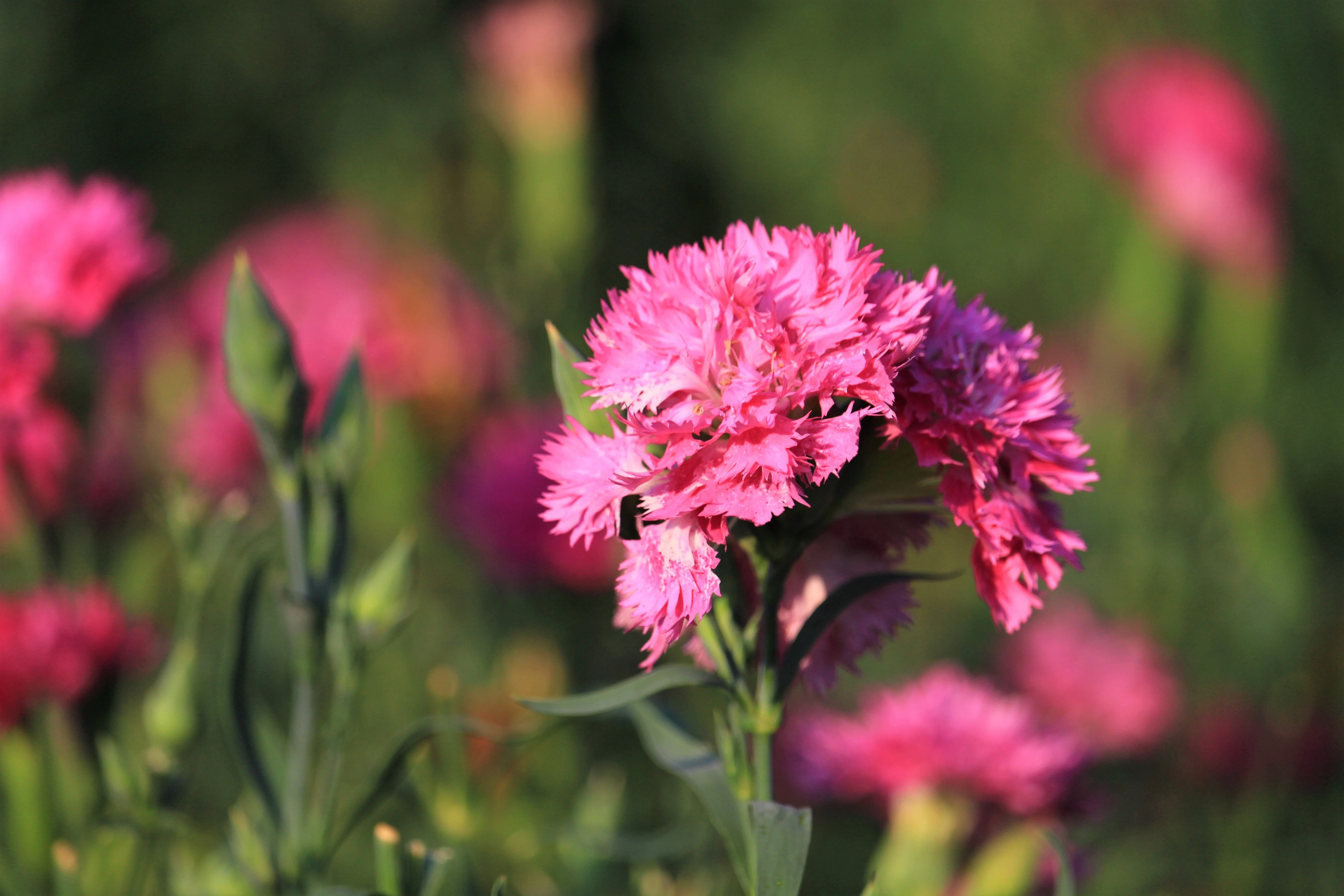 50 PINK ROSE CARNATION Dianthus Caryophyllus Grenadin Double Flower Seeds - Image 6