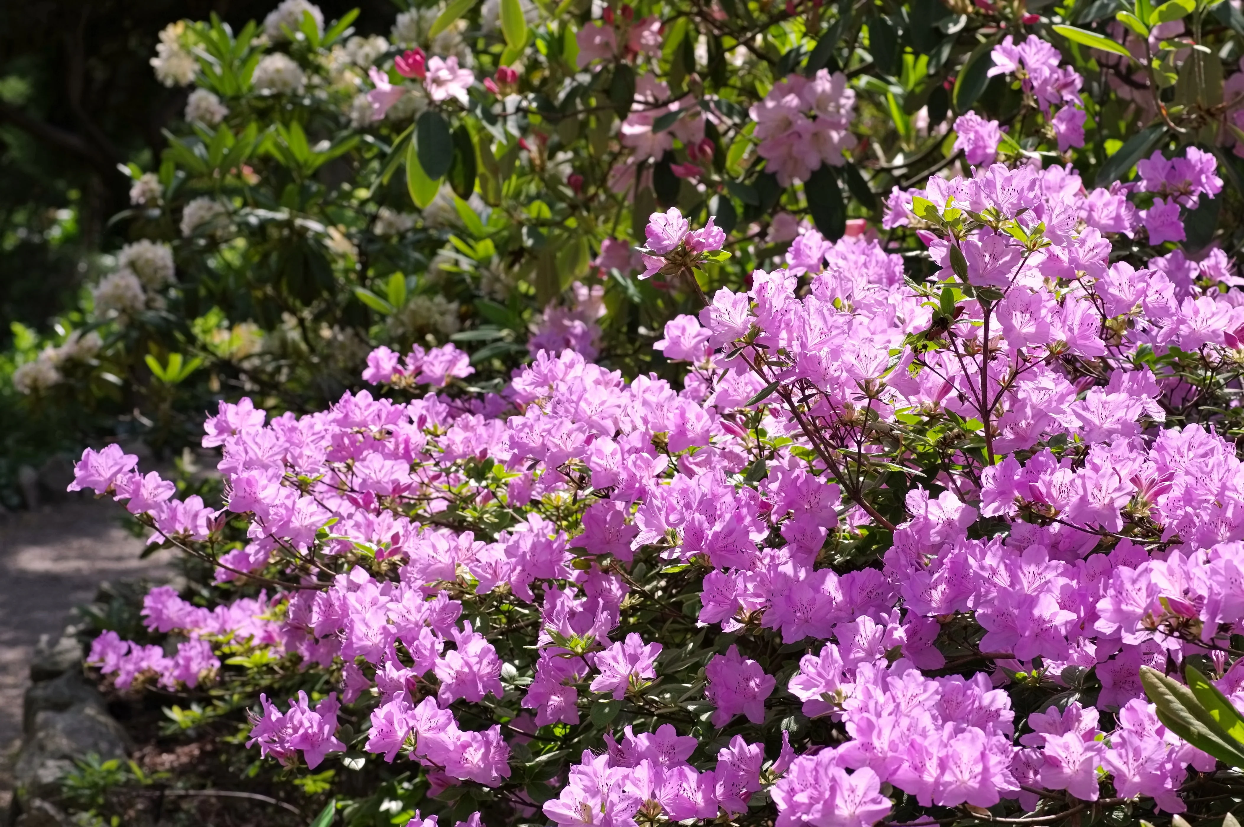 50 PINK ROYAL AZALEA Rhododendron Schlippenbachii Bush Shrub Flower Seeds - Image 2